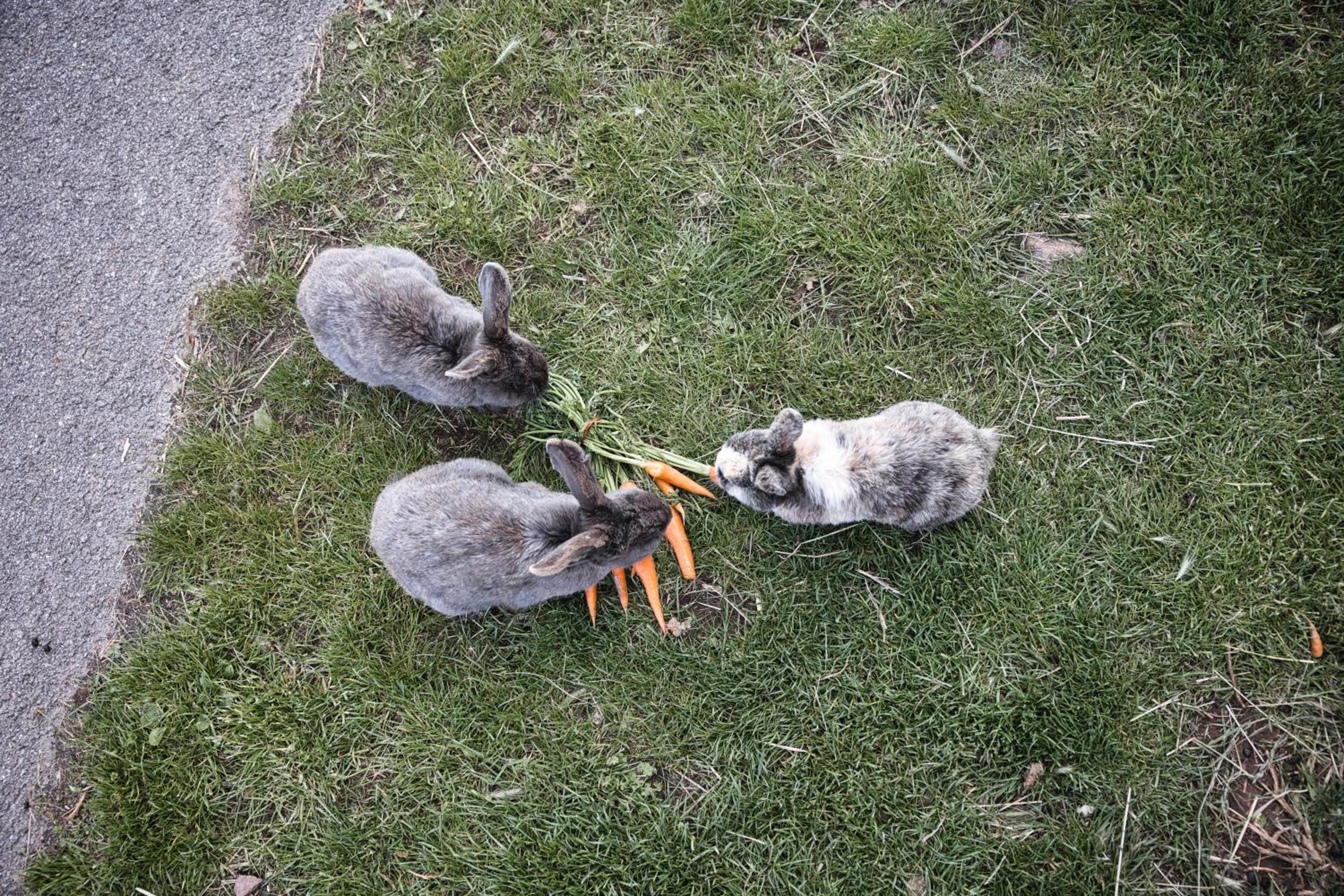 Photo 19