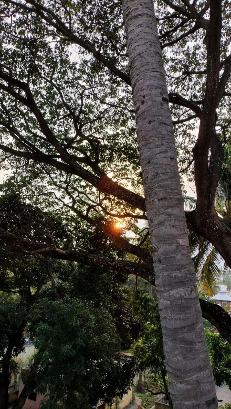 Raintree Garden