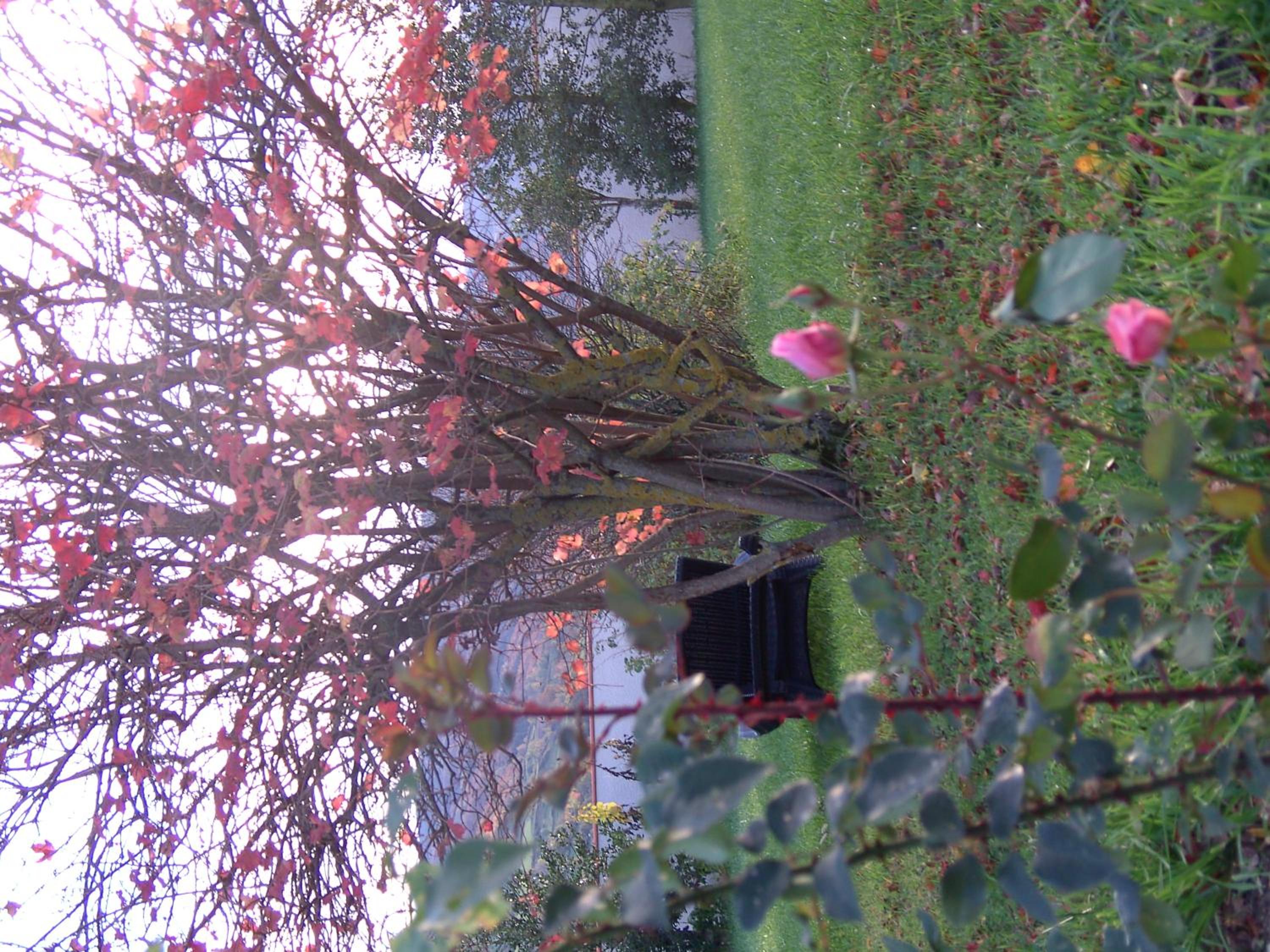 Photo 37