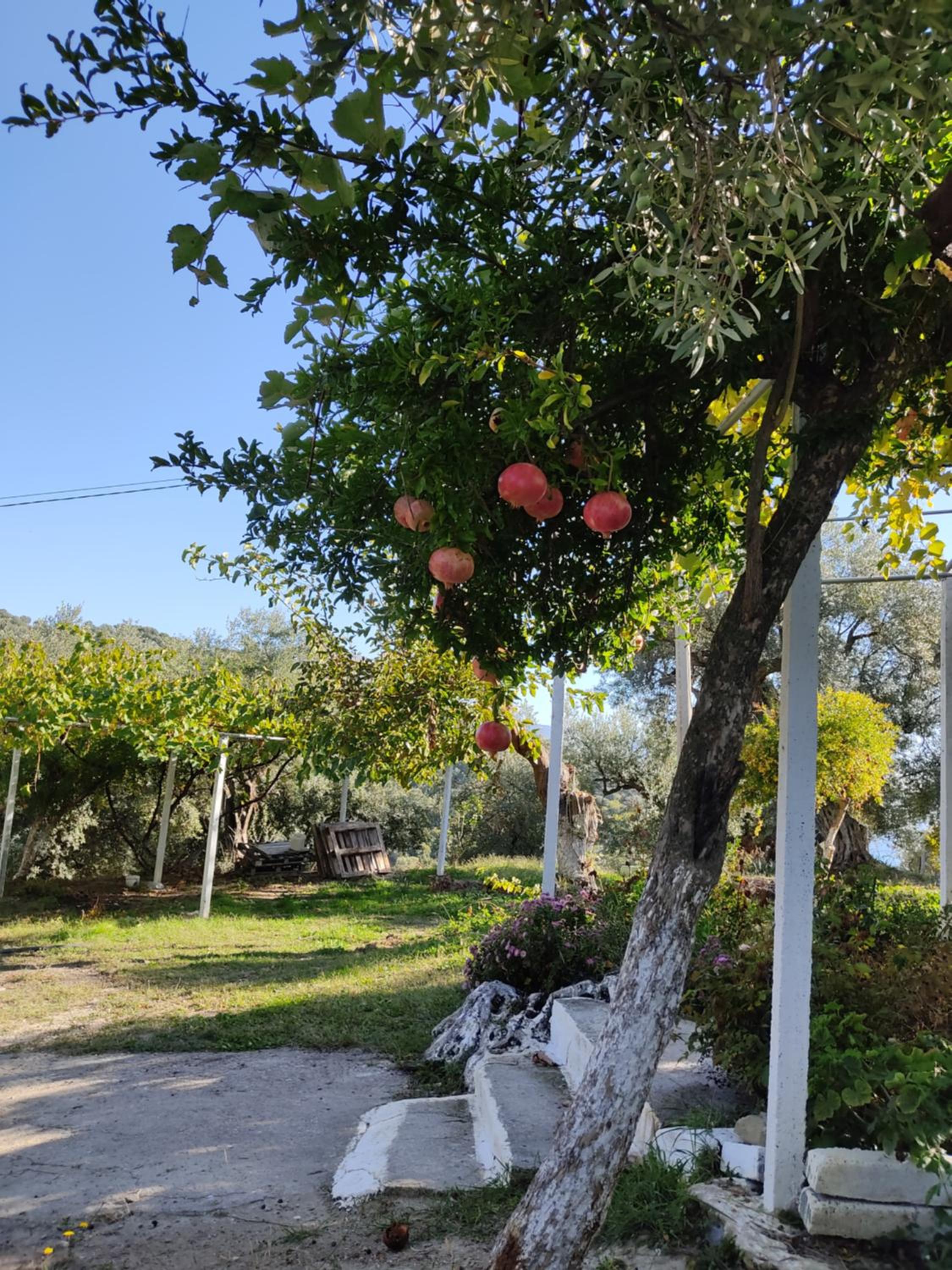 Gjosasi House photo 5