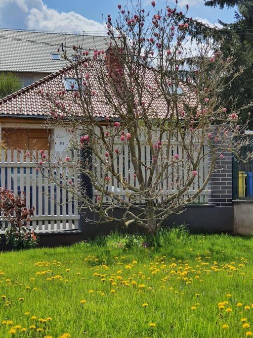 ruhige Einliegerwohnung+Terrasse