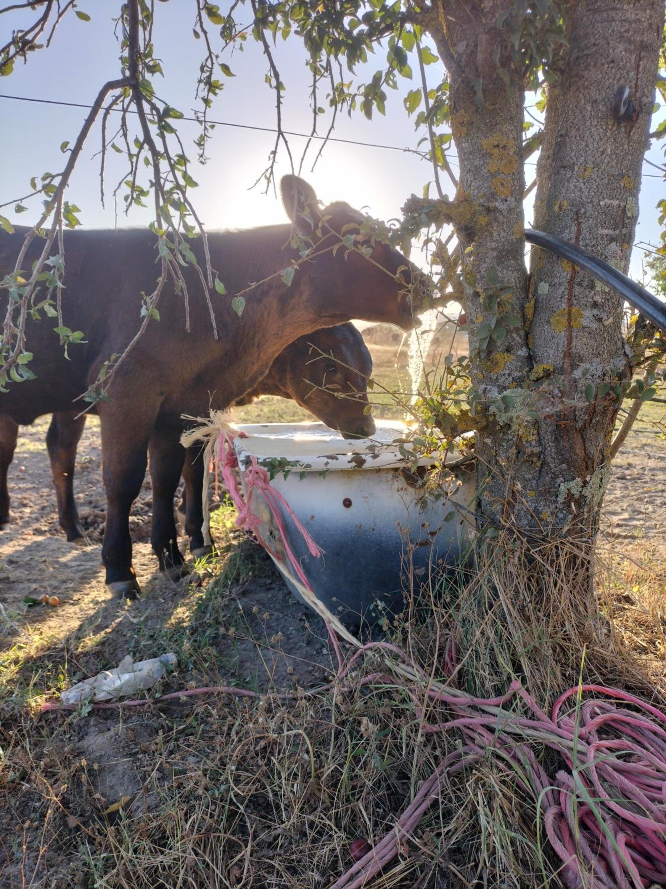 Rod Ranch Livestock- Mini appartamento con camino photo 5