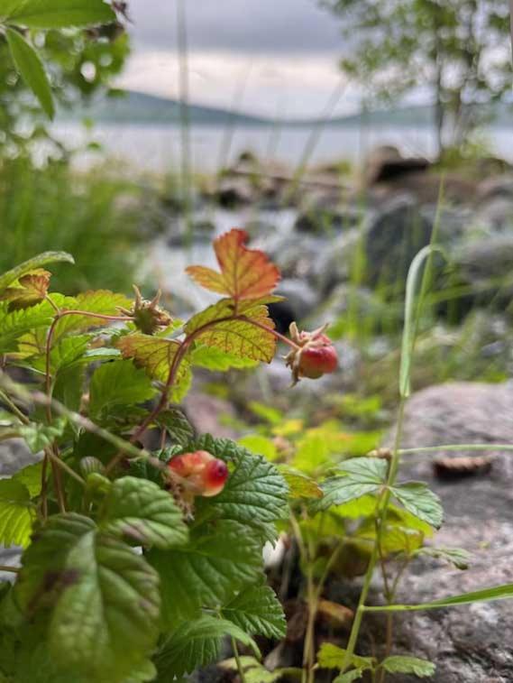 Lakeside Guesthouse, Lillstugan