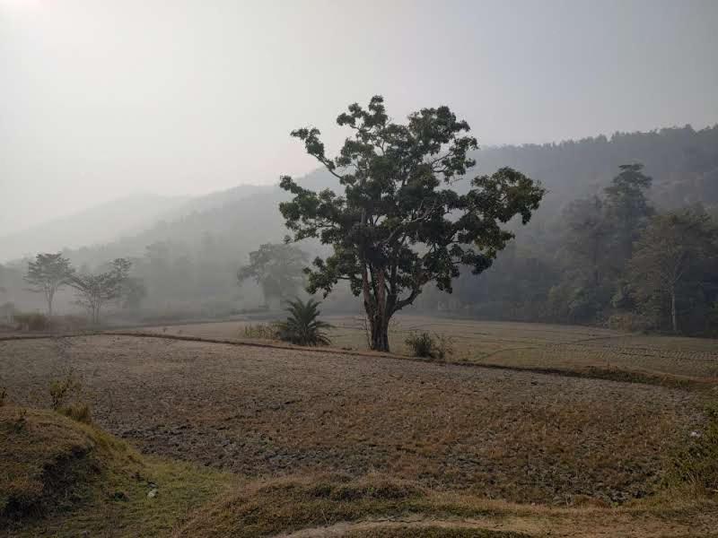 Kurchi Homestay