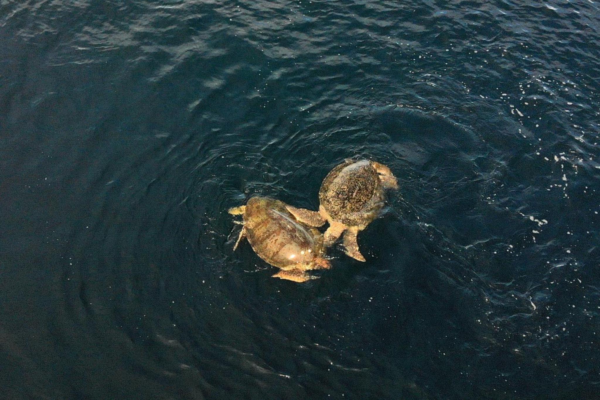 Nunukan Island Resort
