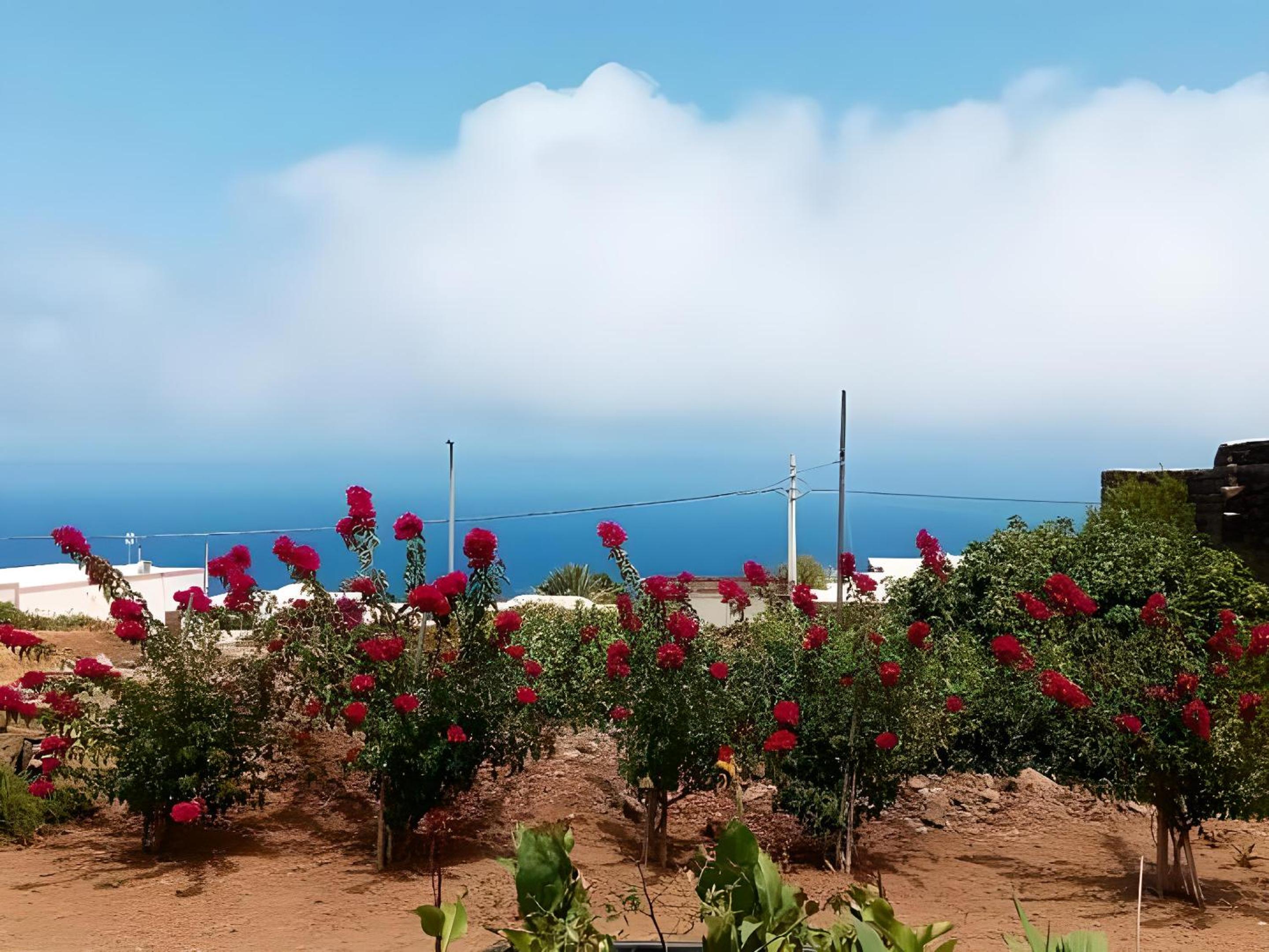 Dammuso Pantelleria - Fiori D'Ossidiana