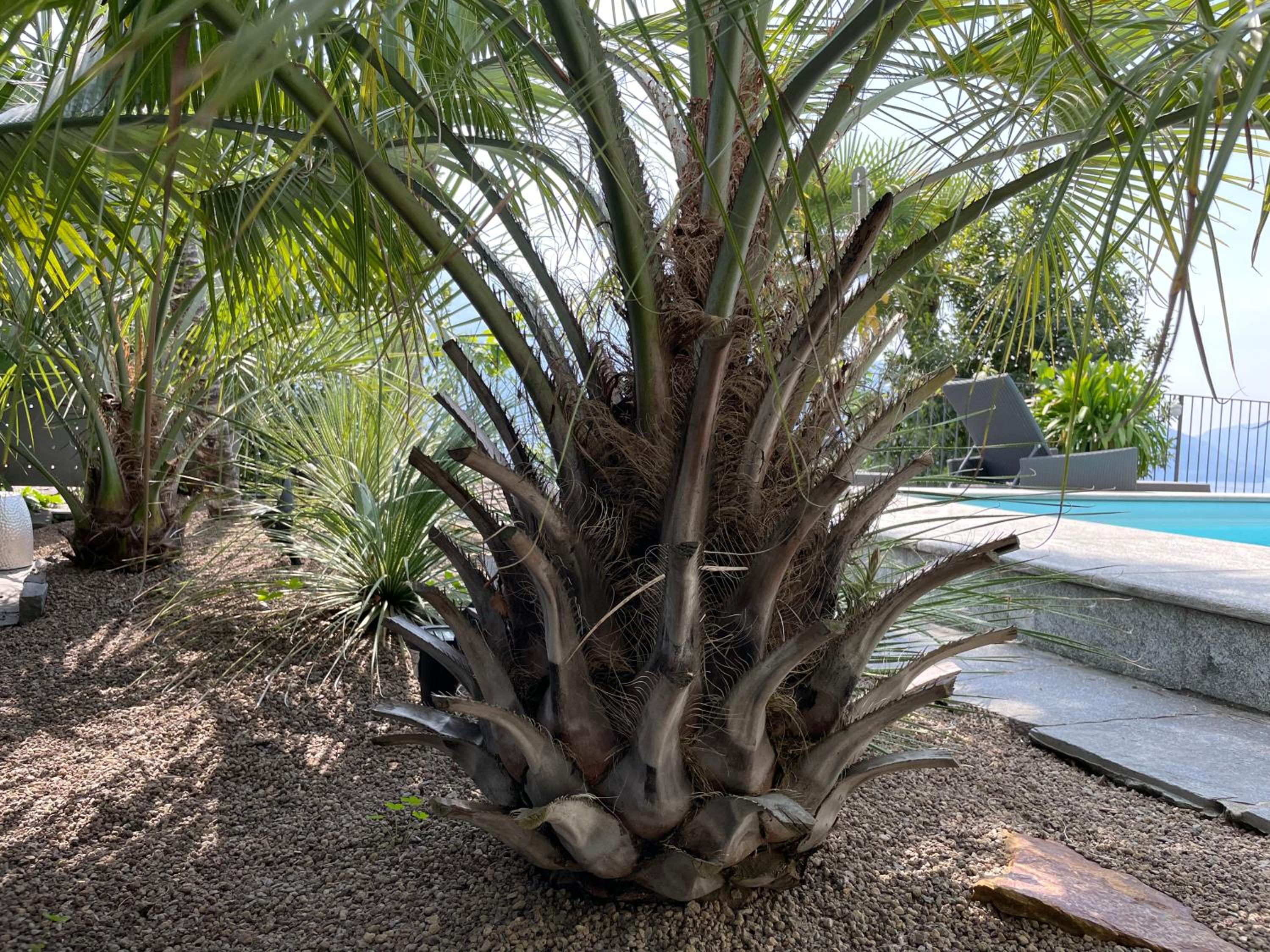 Casa Sonora