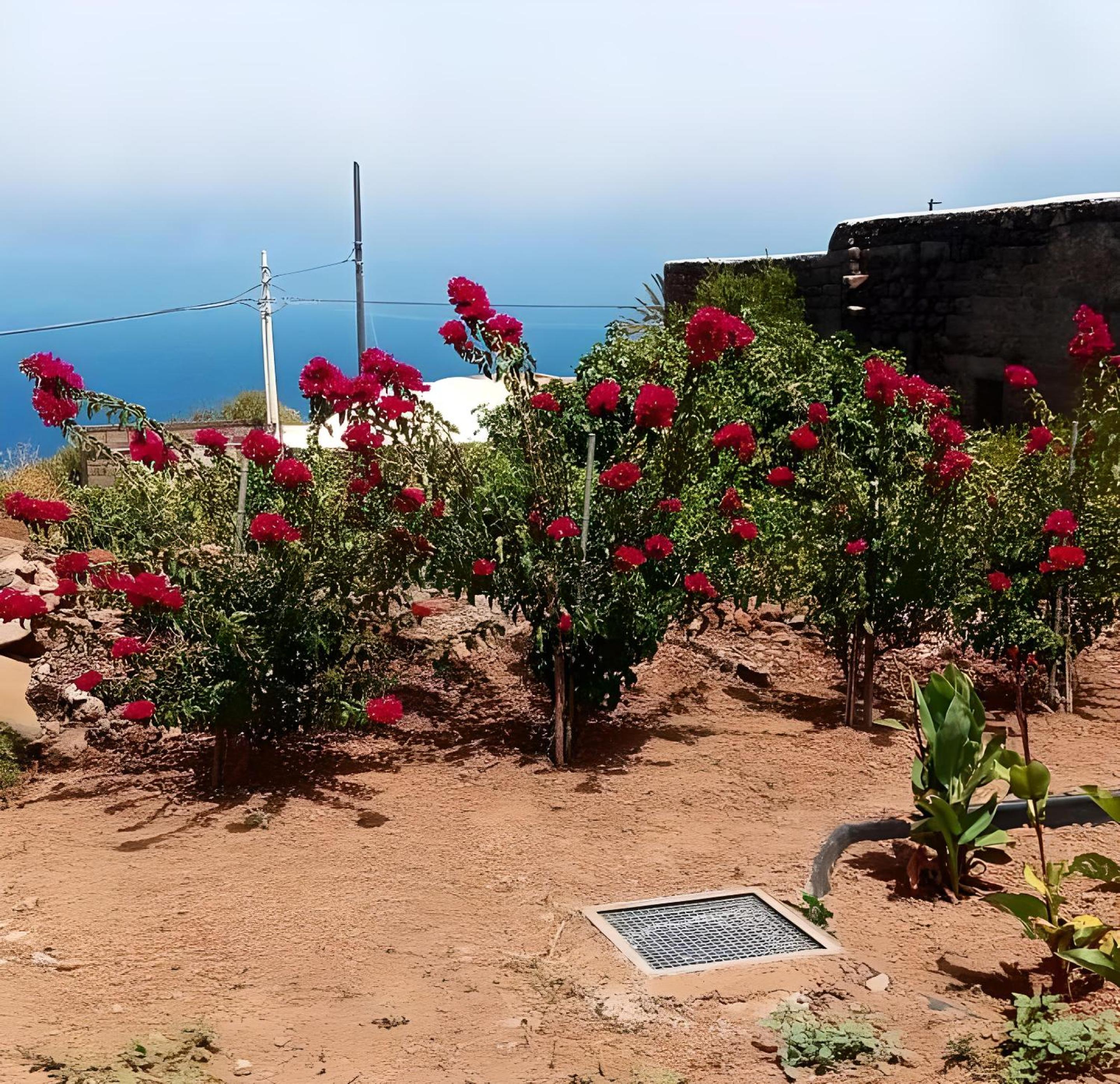 Dammuso Pantelleria - Fiori D'Ossidiana