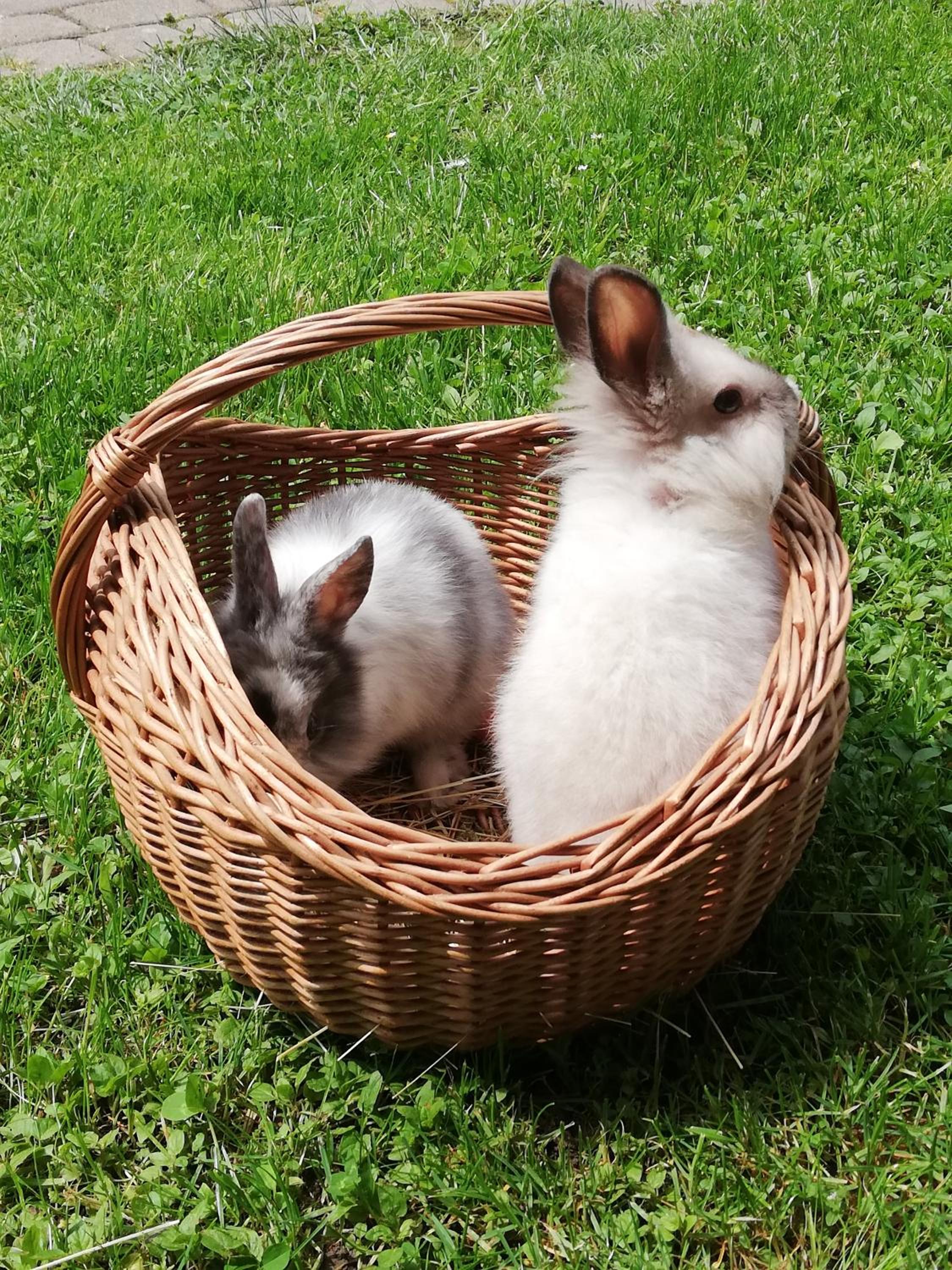 Photo 53