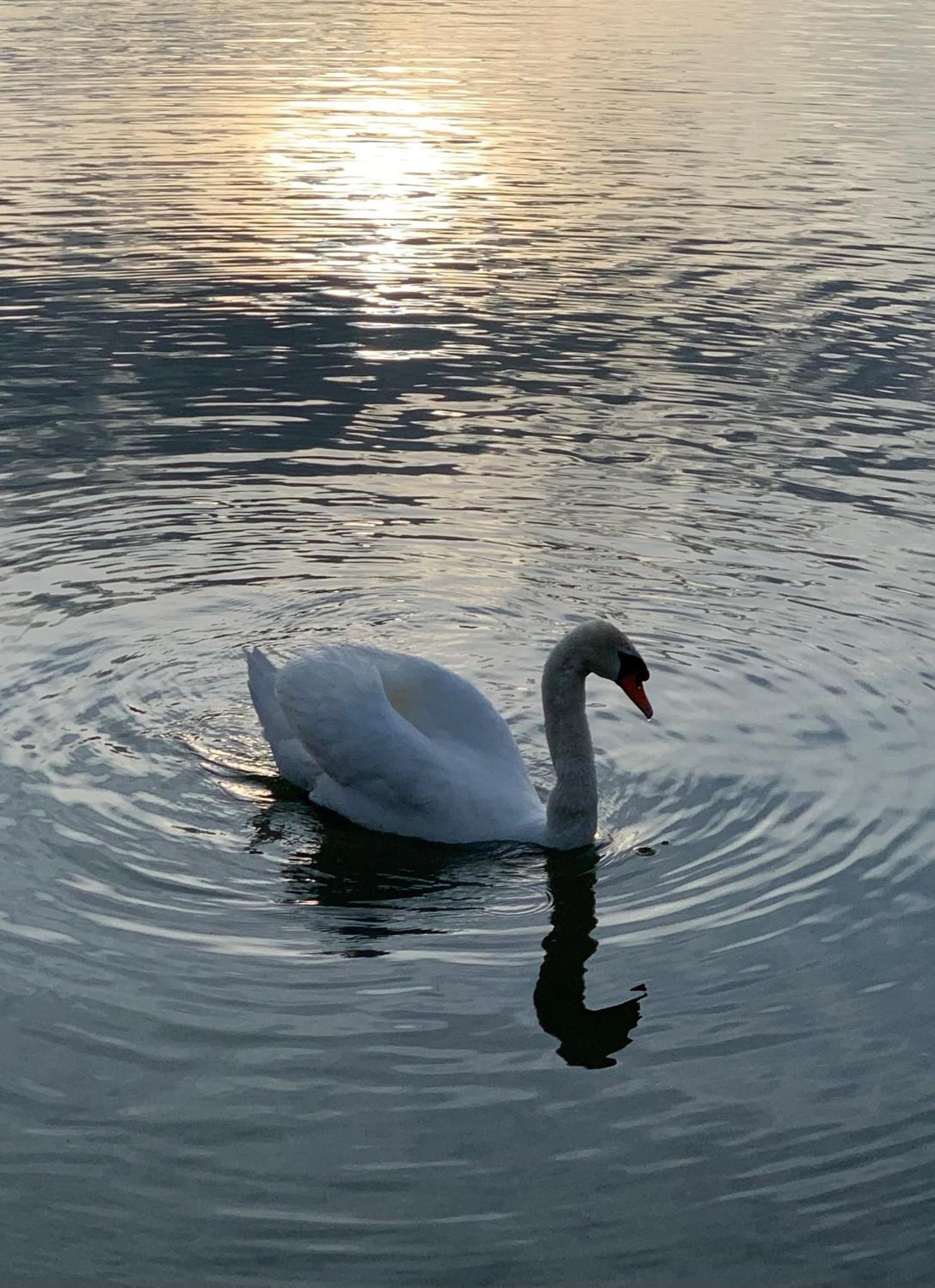 The ugly duckling apartment