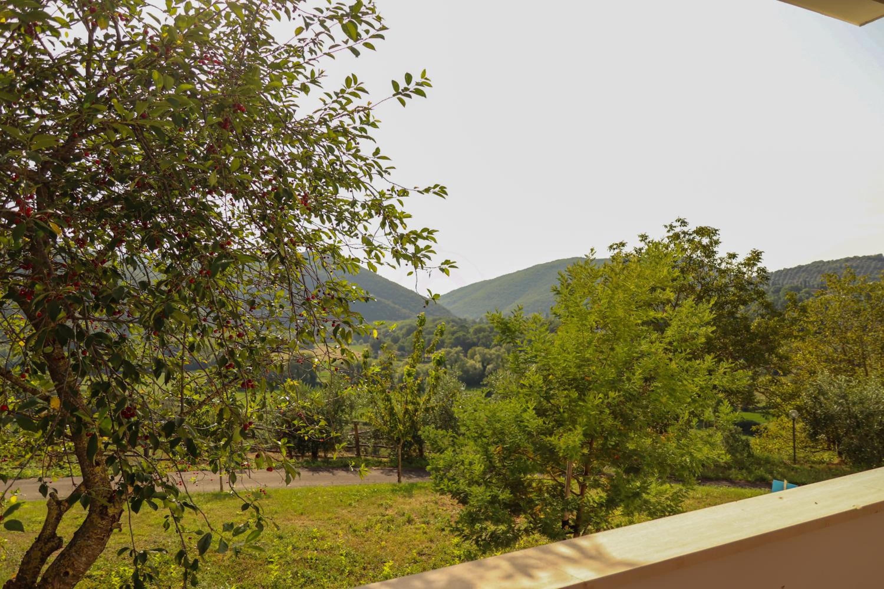 Azienda Agricola Sebastiani view 4
