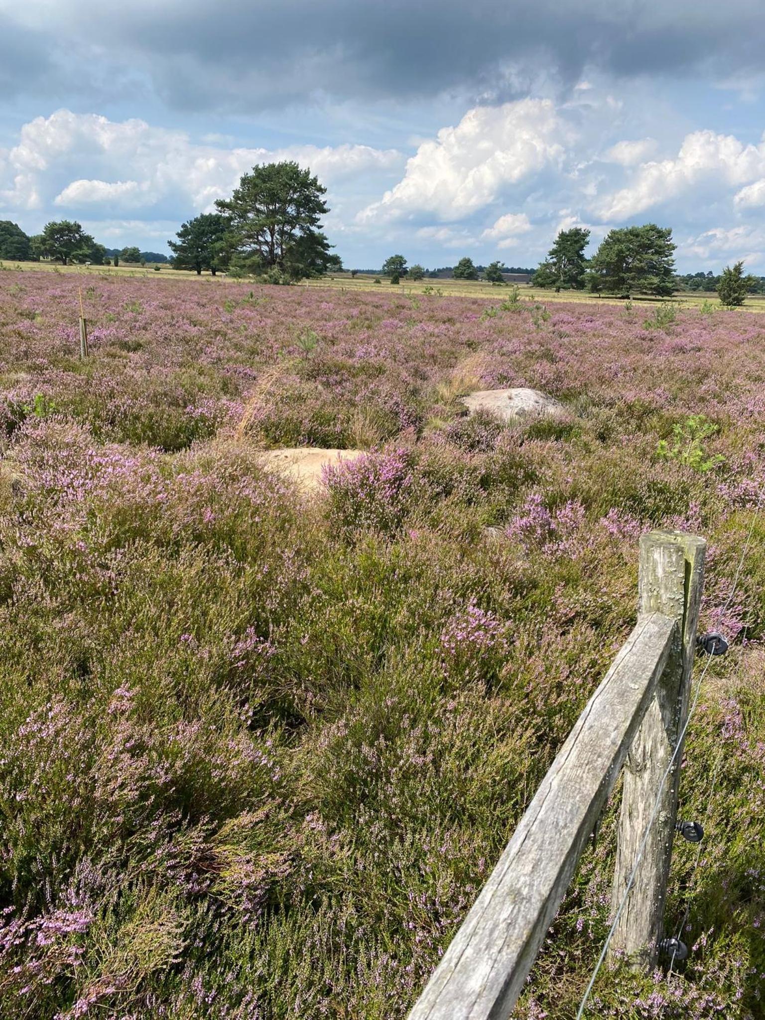 Holiday in der Lüneburger Heide