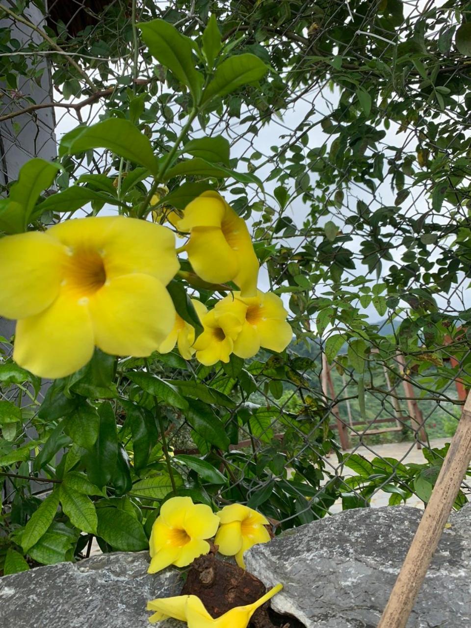 Mộc Châu Peachy Garden view 4