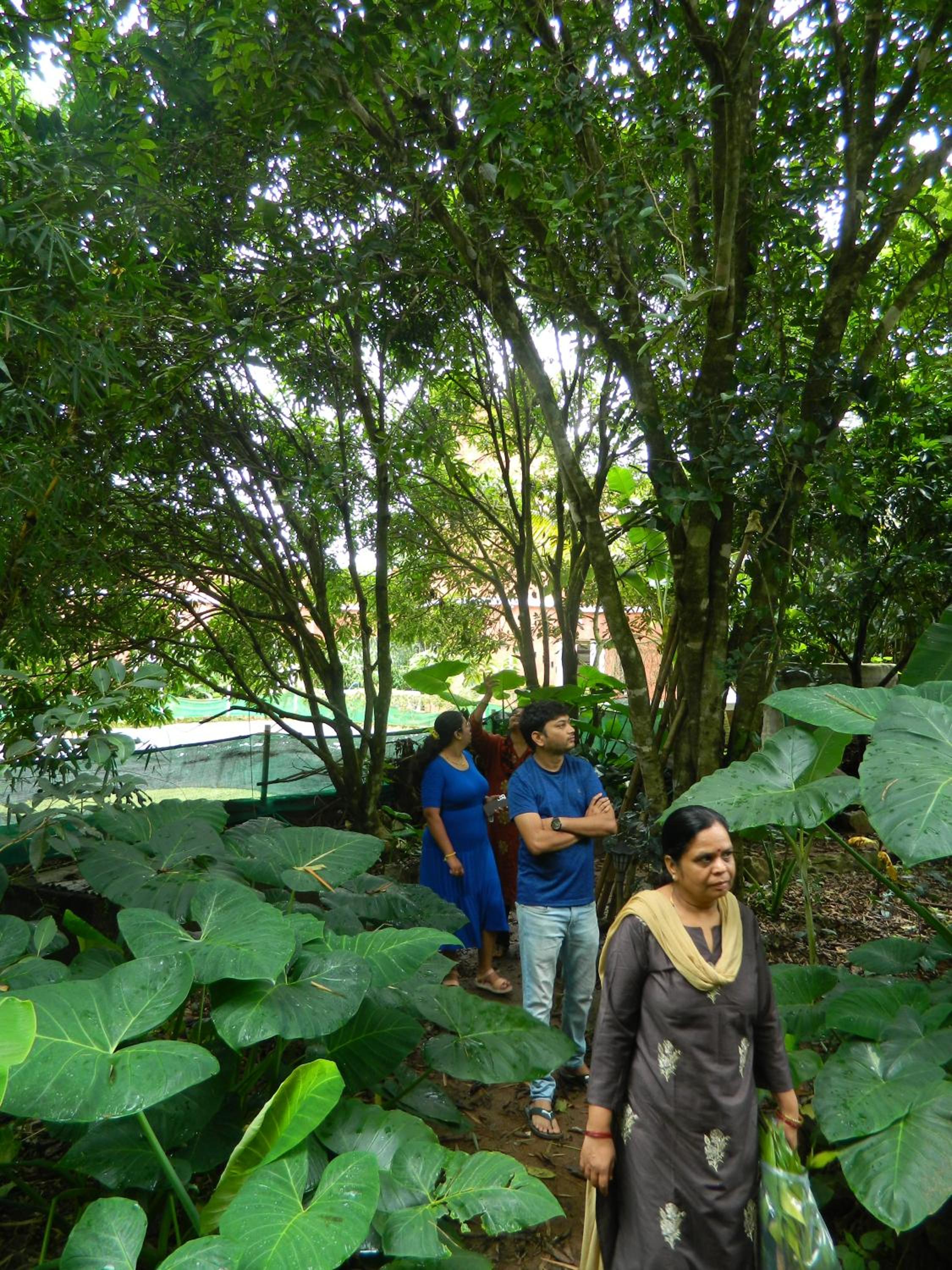 Torch Ginger Homestay
