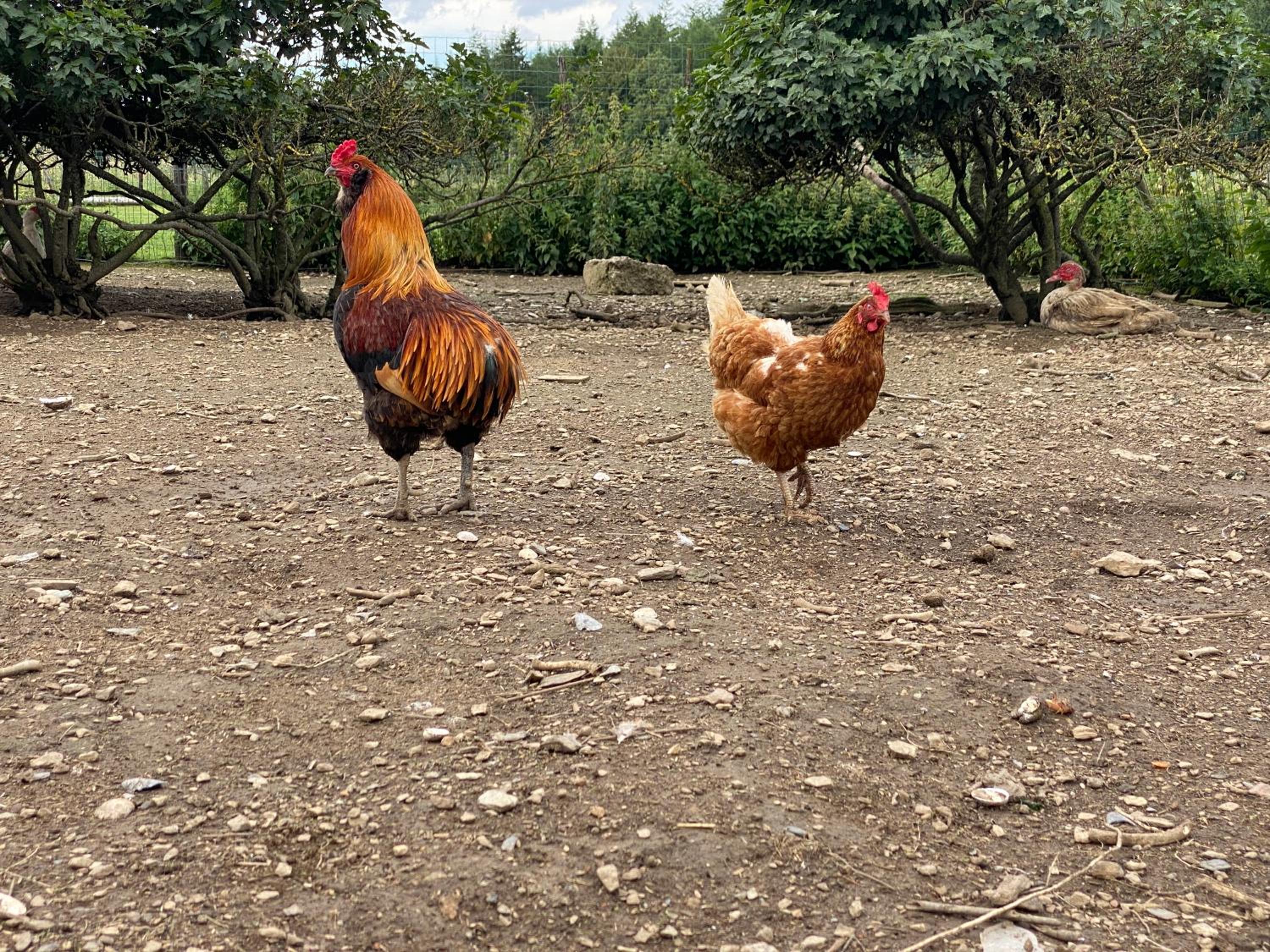 Quiétude à la ferme