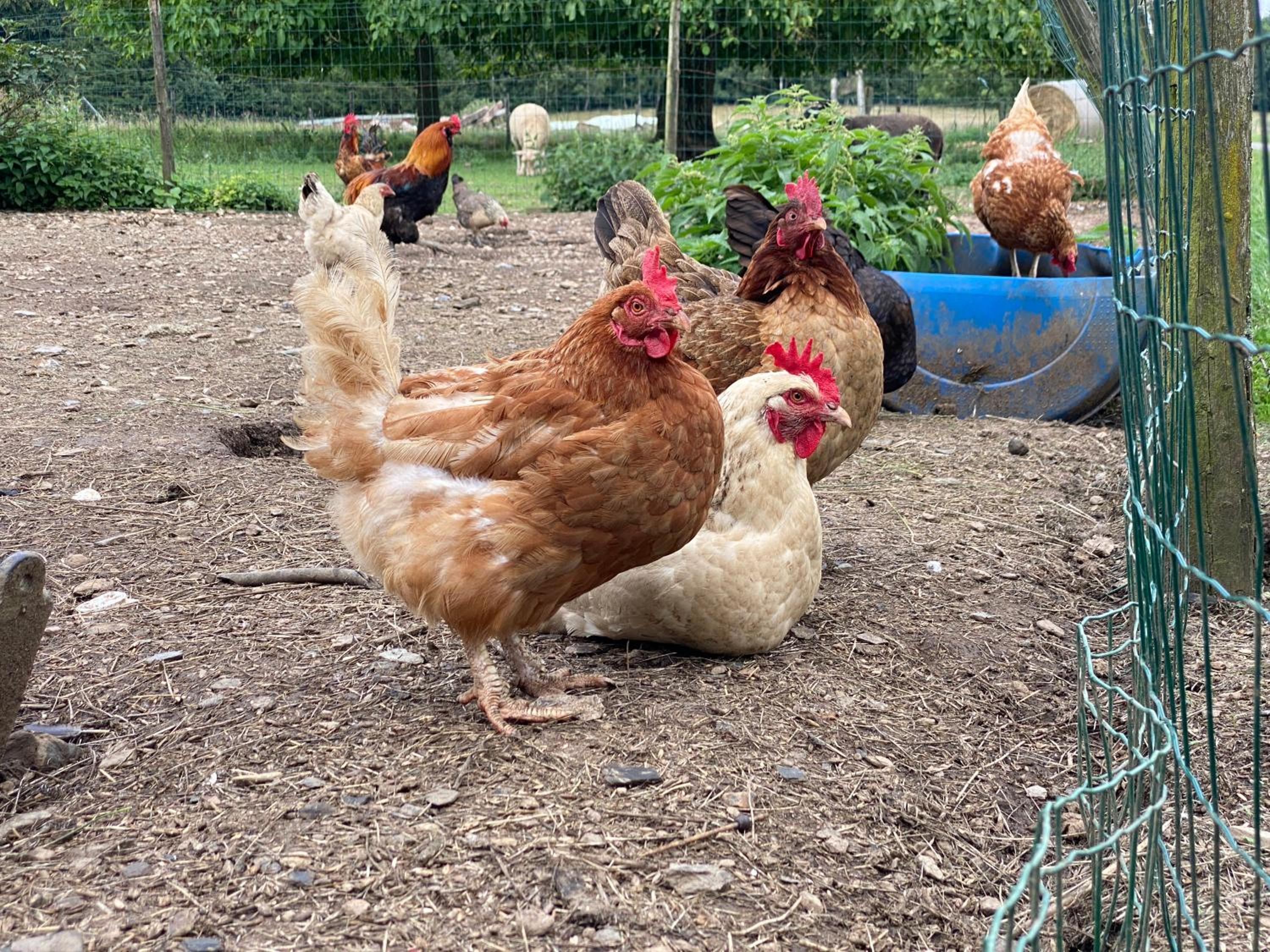 Quiétude à la ferme