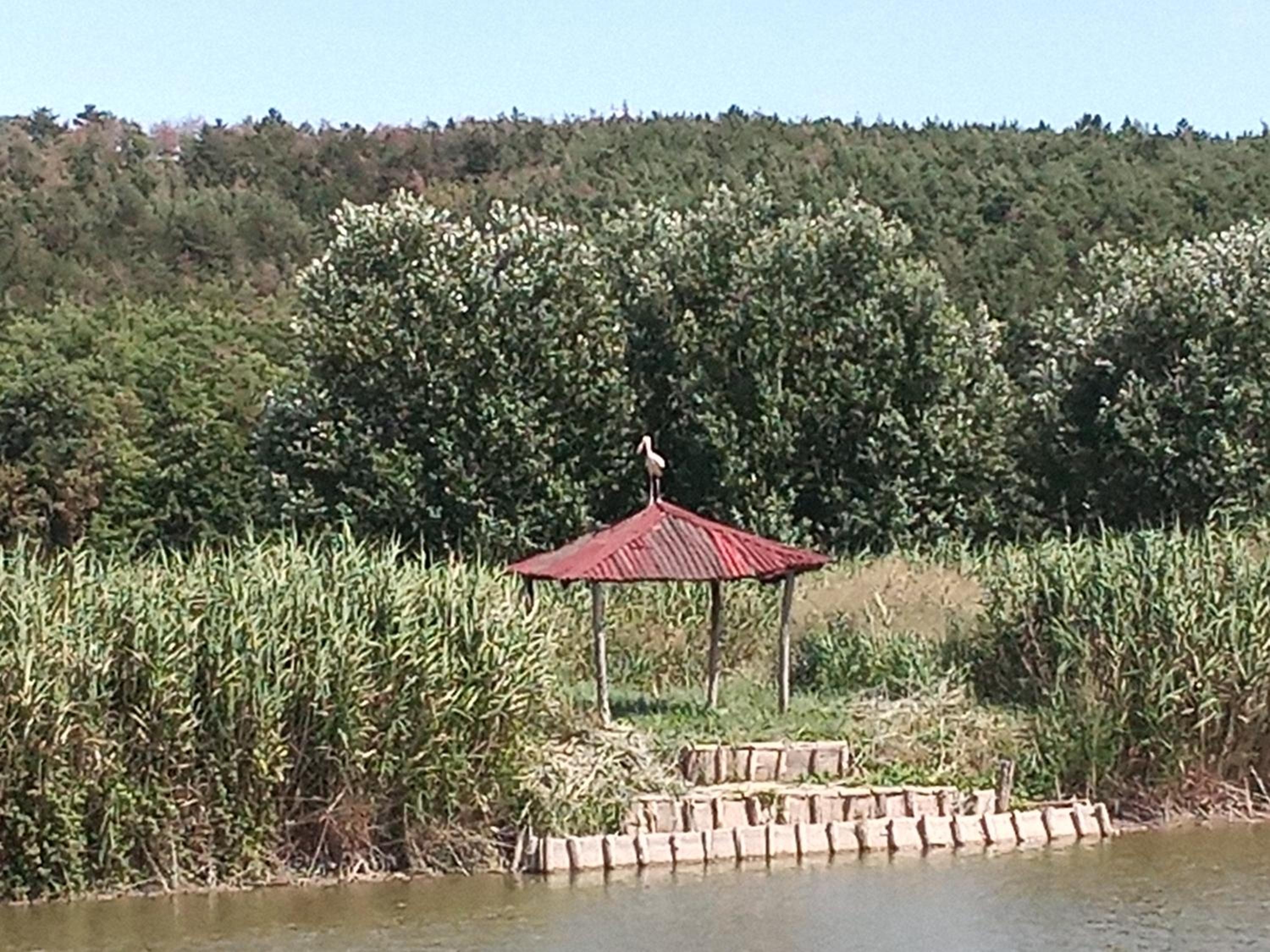Photo 44