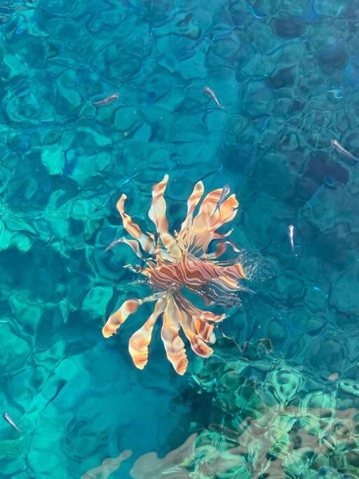 Blend in Nature Eco Camp Beachfront Stay in Ras Mohamed, Sharm El Sheikh