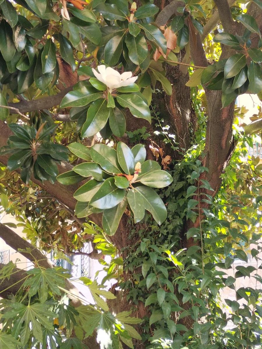 B&B LA MAGNOLIA