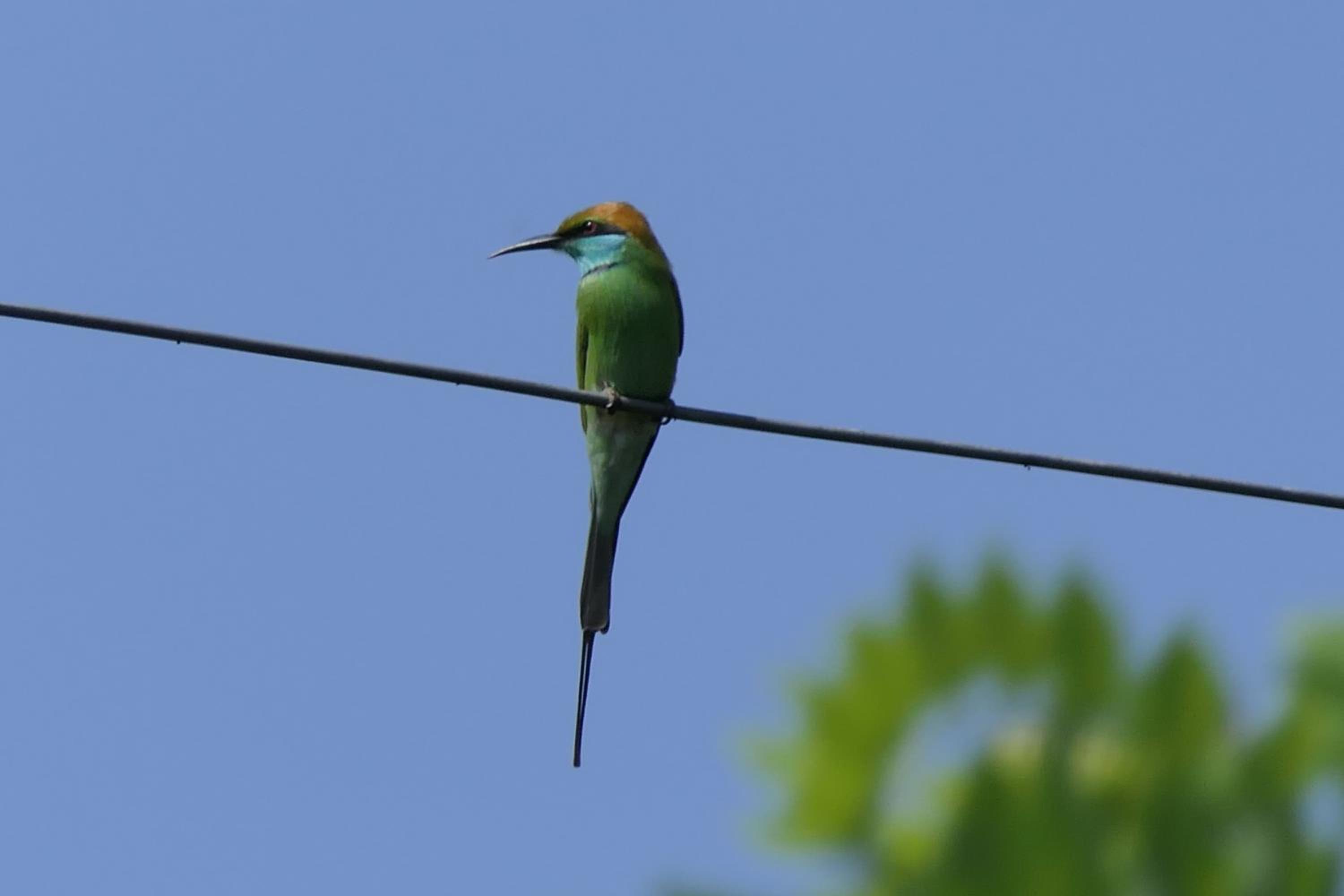 Photo 90