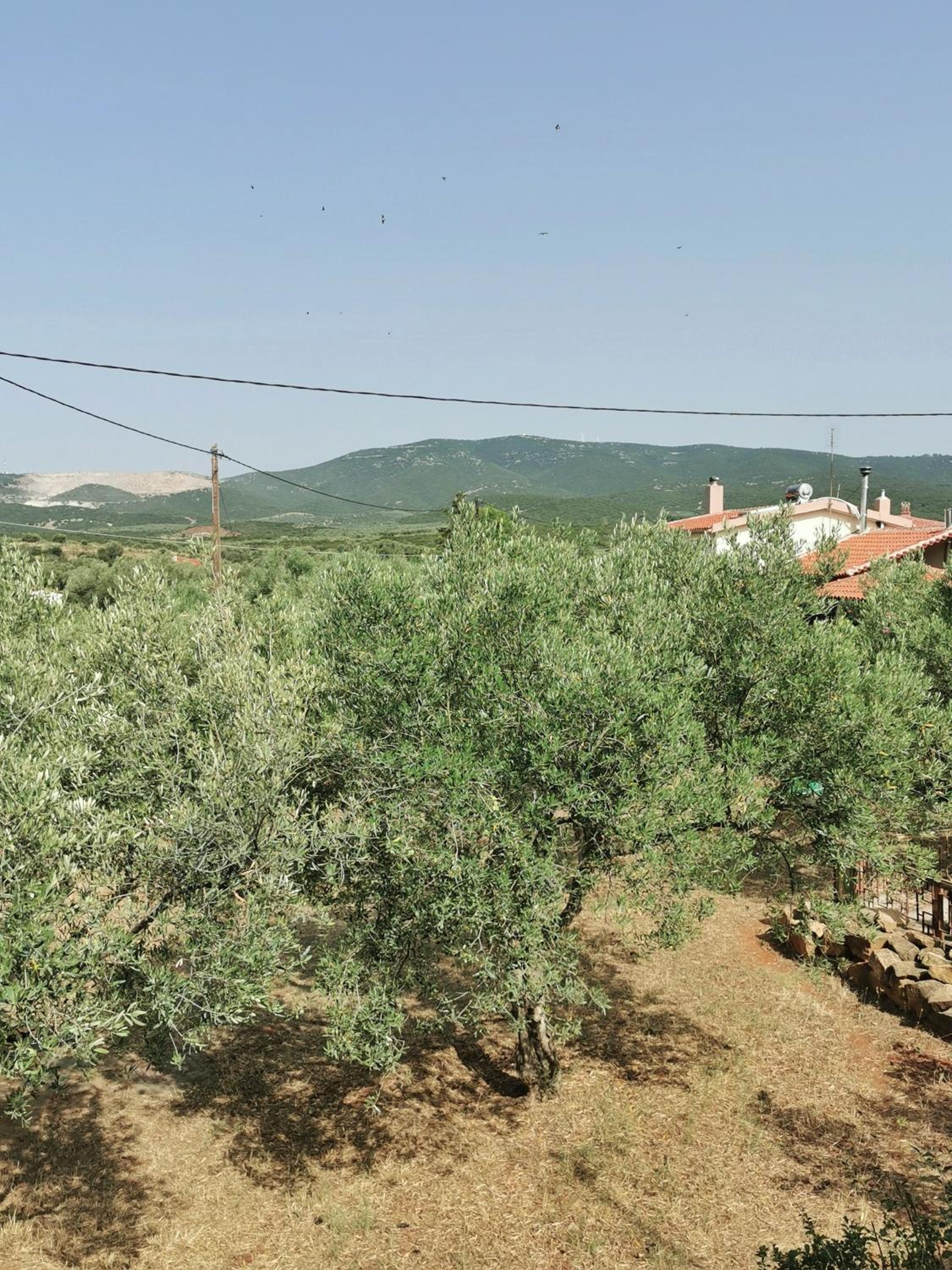 Villa Elli
