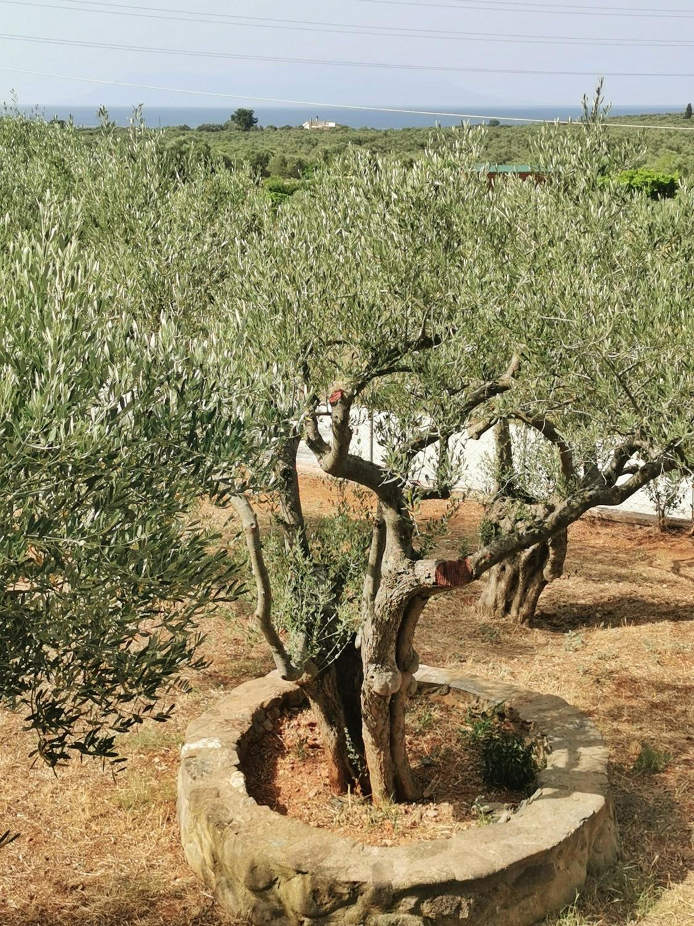Villa Elli