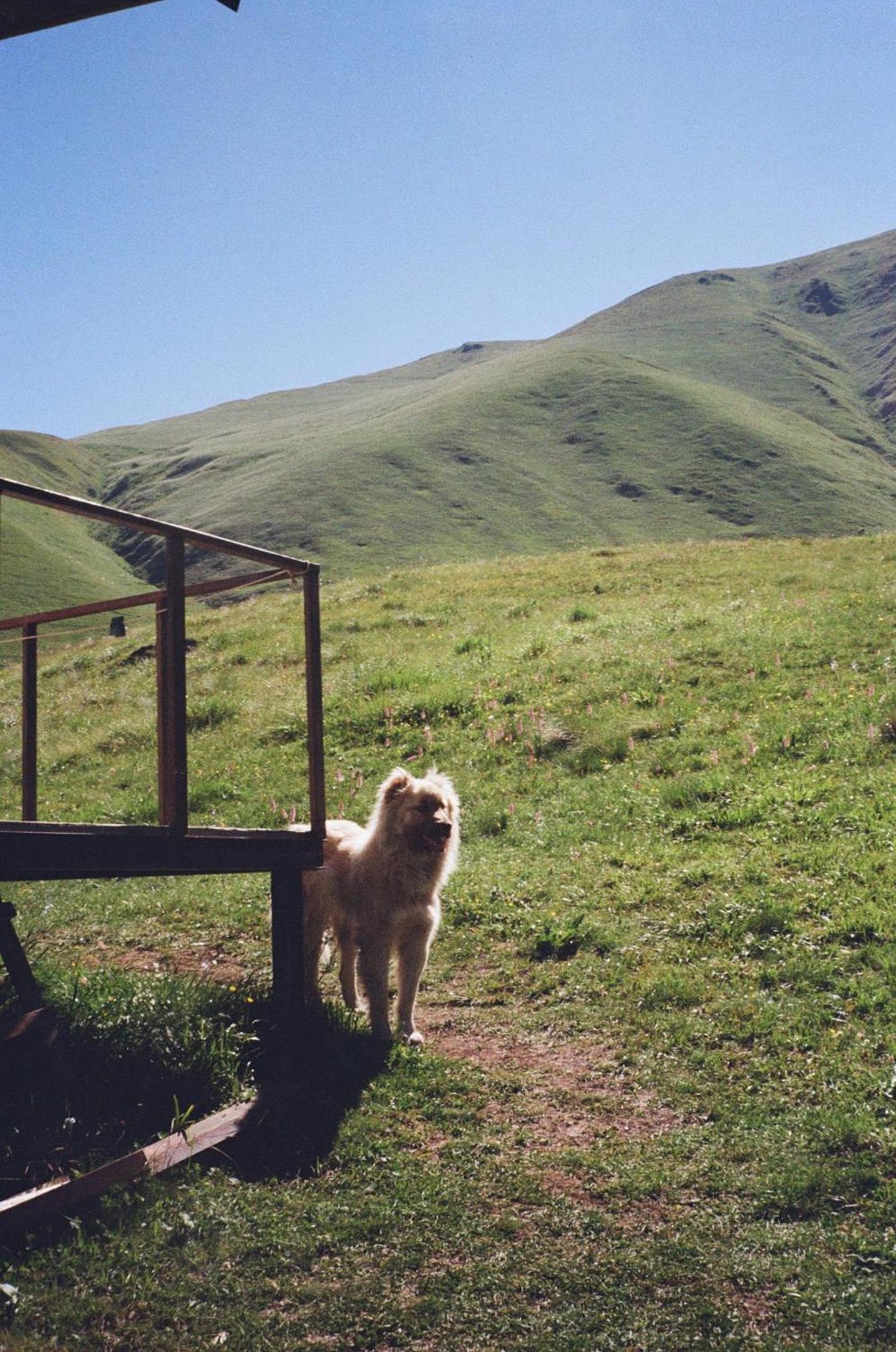 Photo 42