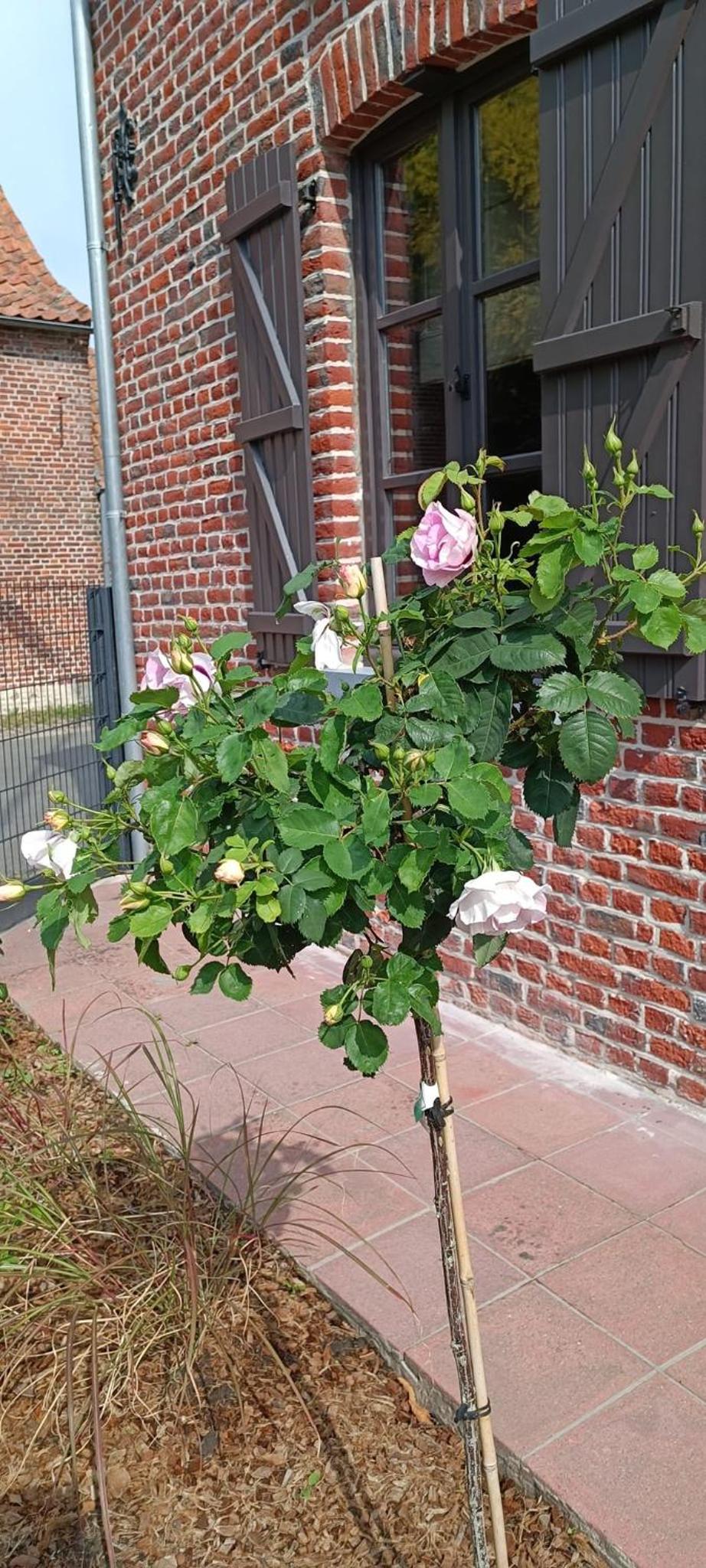 Les roses d'Olga