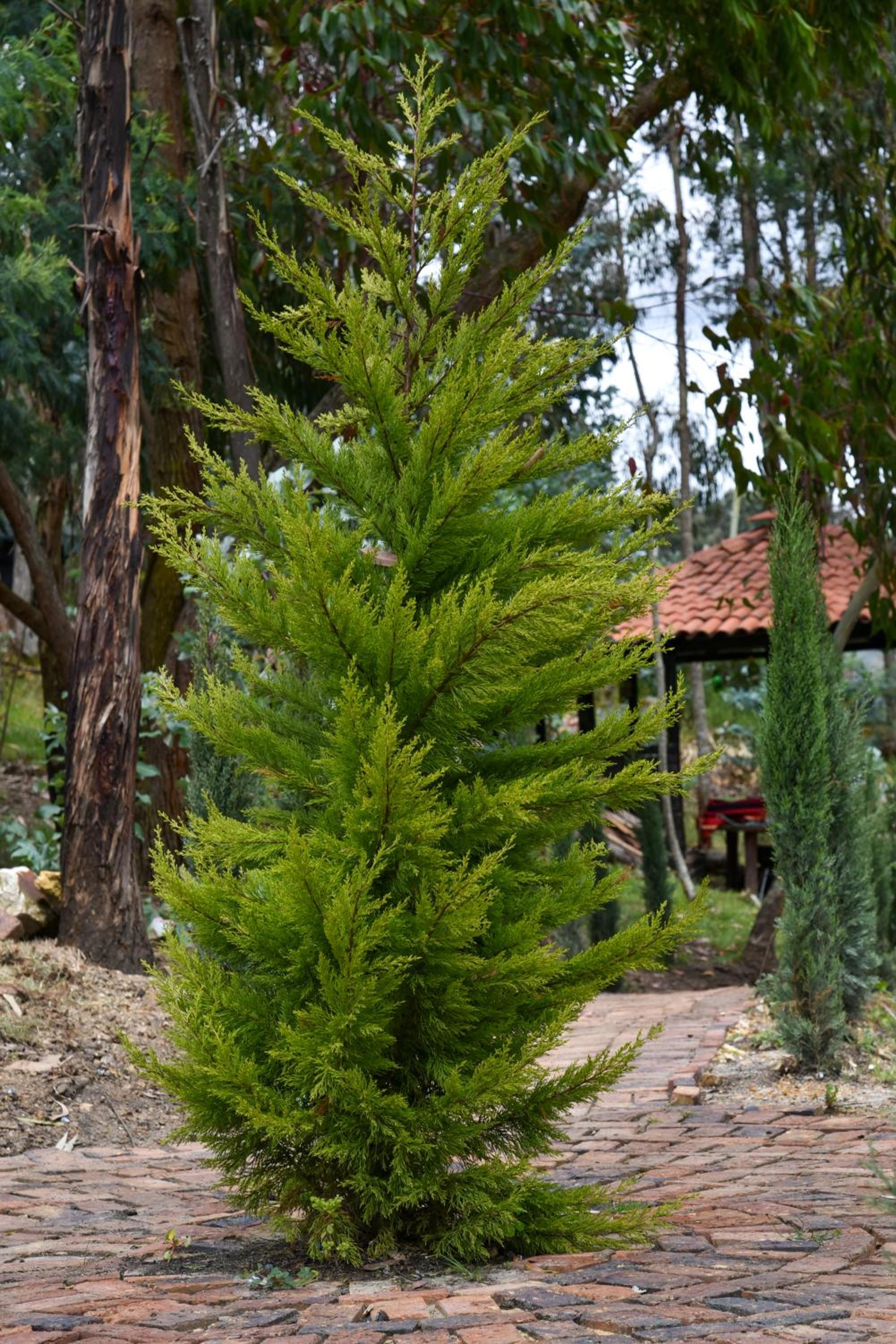 Photo 40