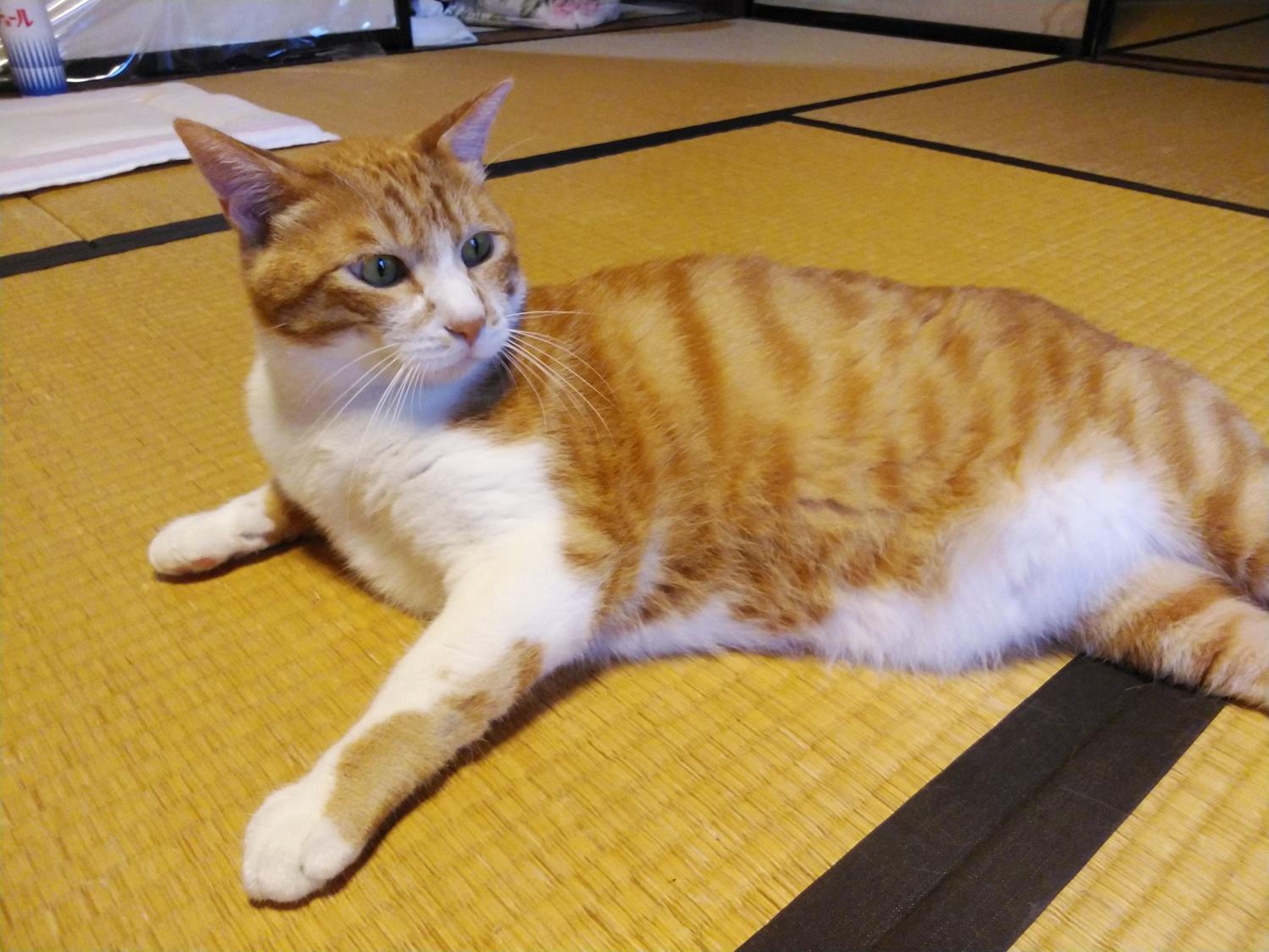 Minshuku Kitamaebune