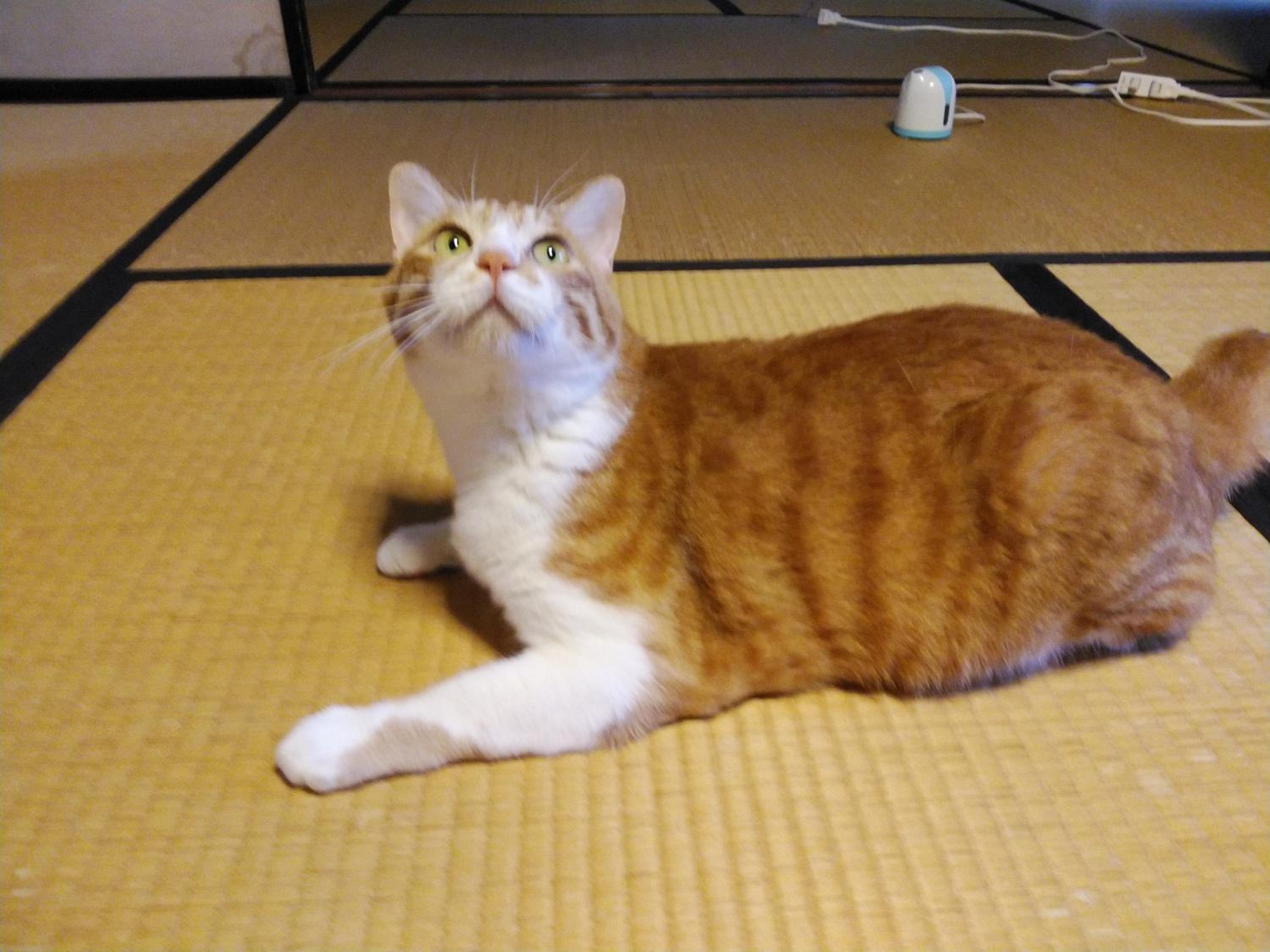 Minshuku Kitamaebune