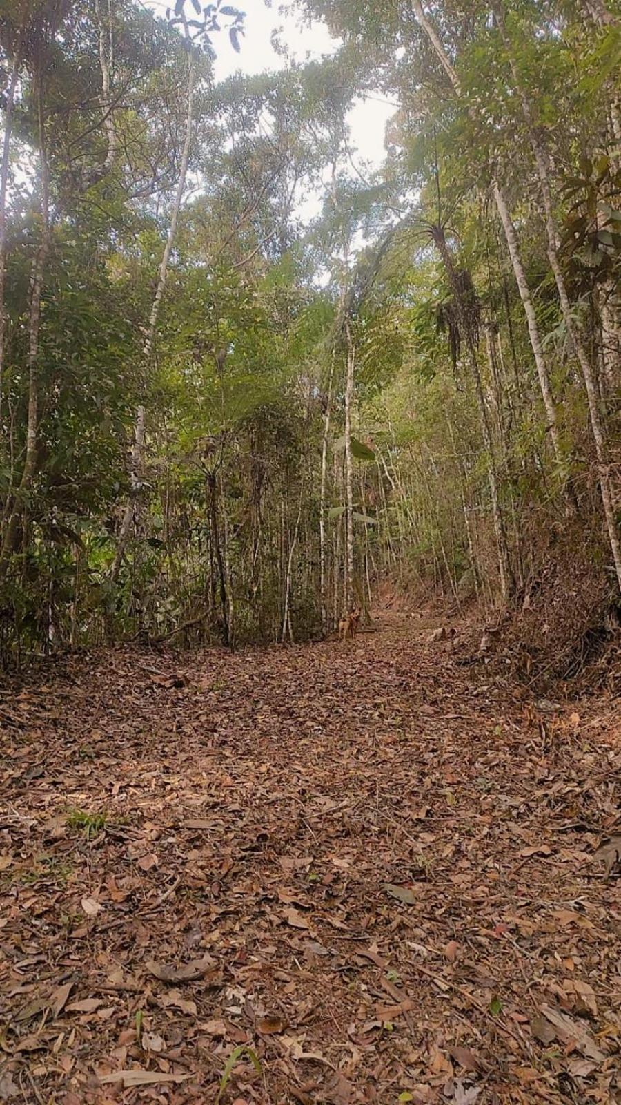 Sítio Recanto do Ipê