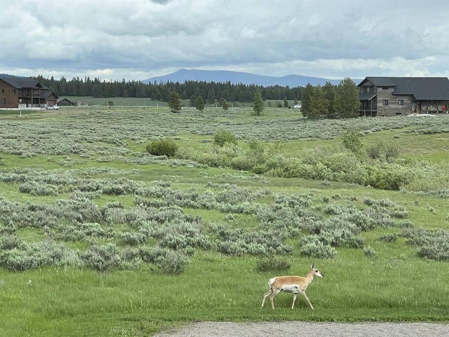Wilderness Dreams