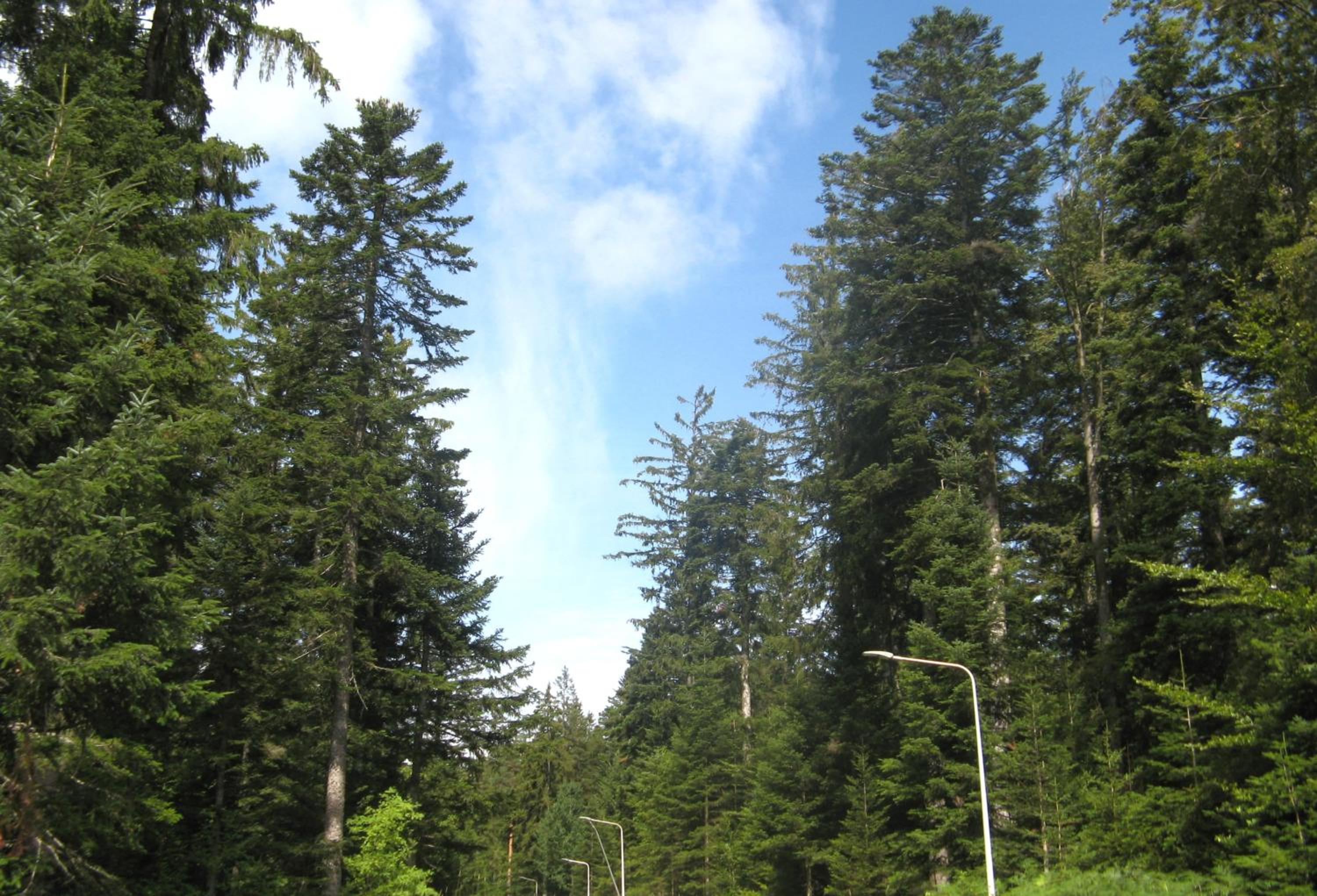 Ferienwohnung Schwarzwald Oase Kniebis