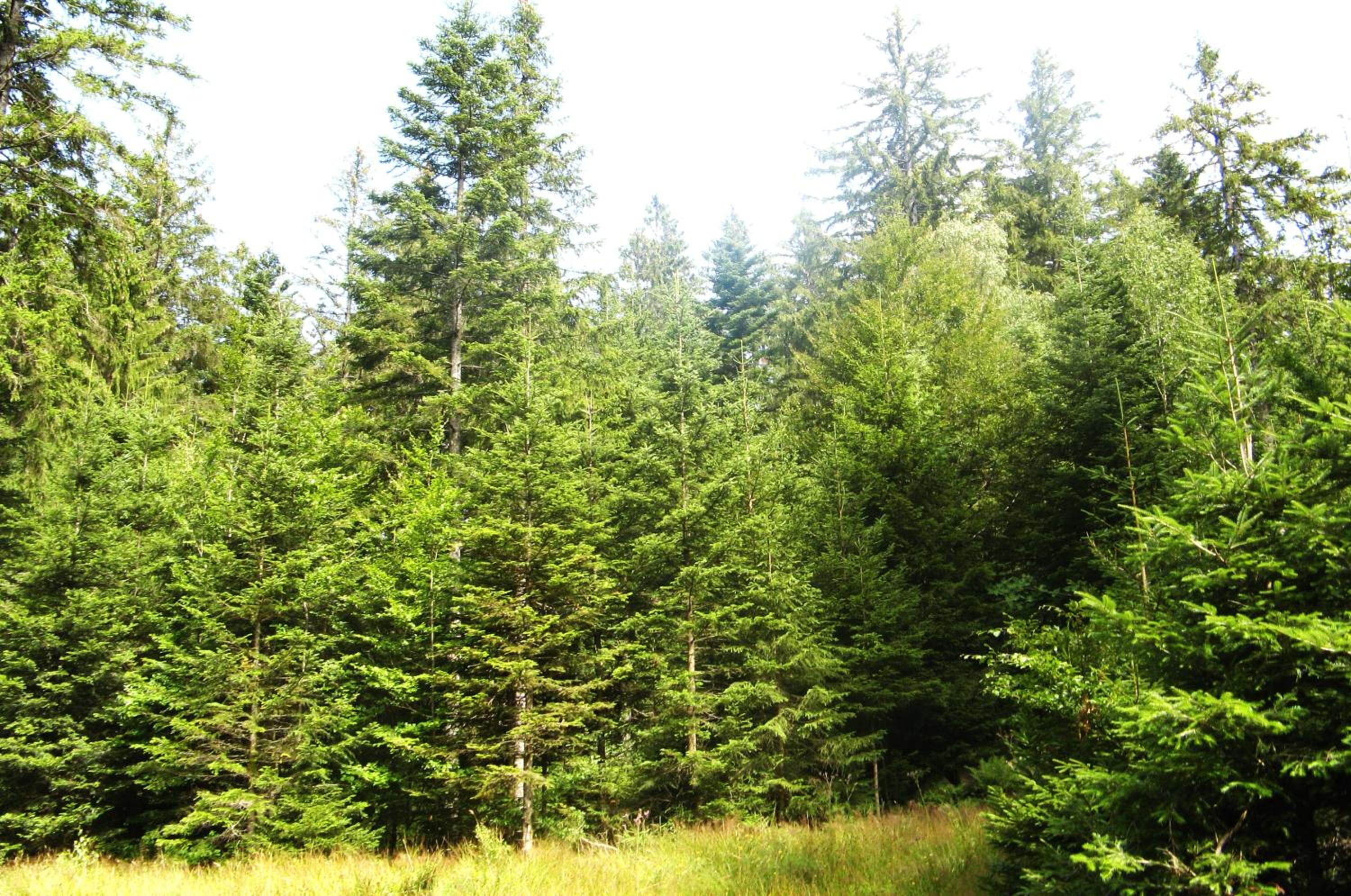 Ferienwohnung Schwarzwald Oase Kniebis