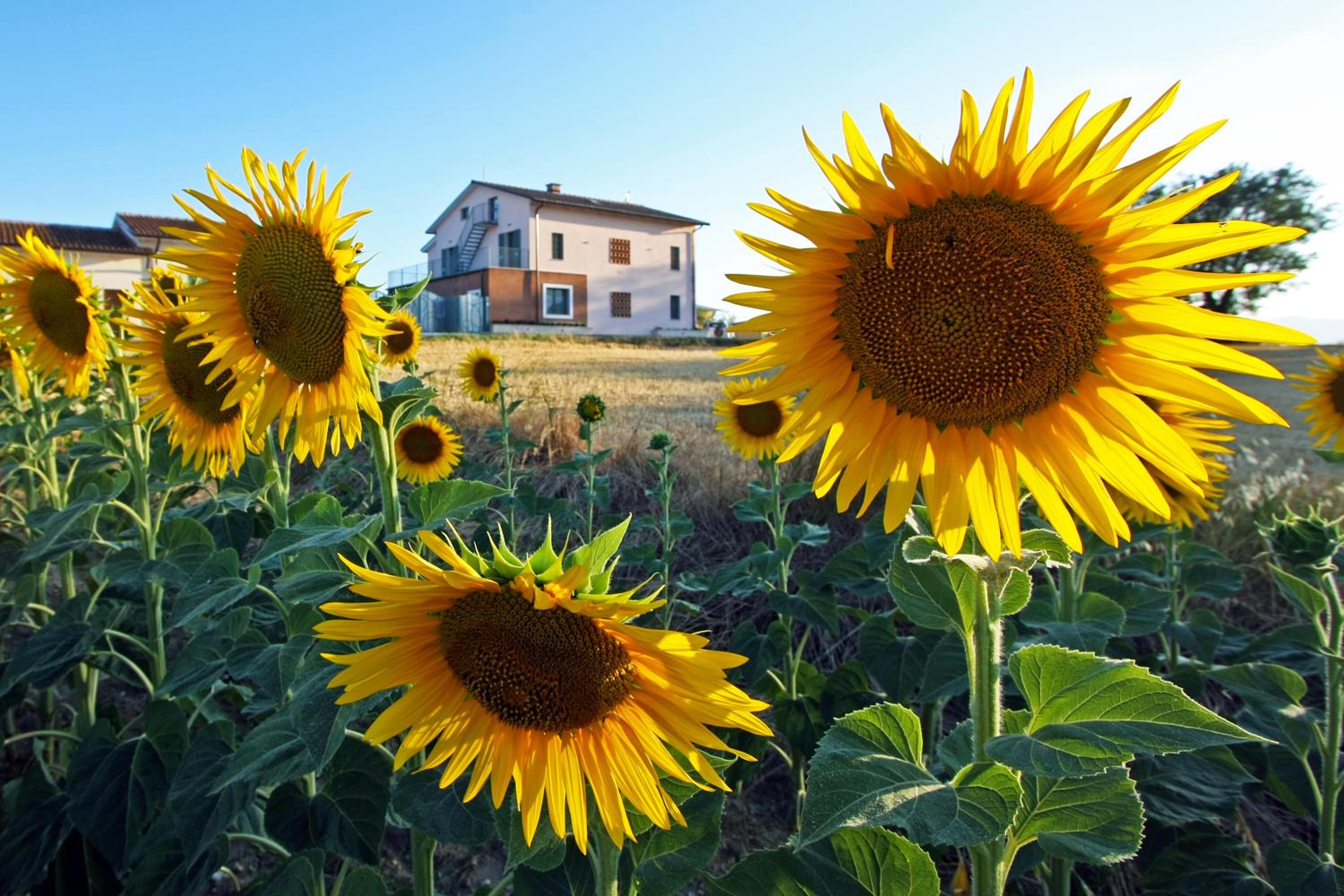 La Collina del Girasole