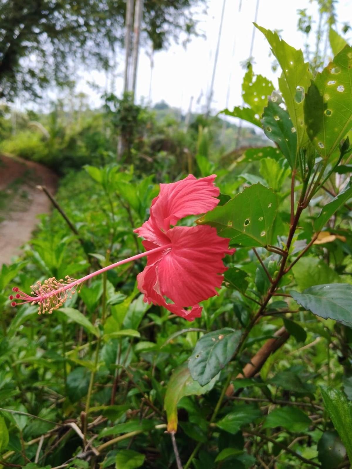 Bhuvanam homestay