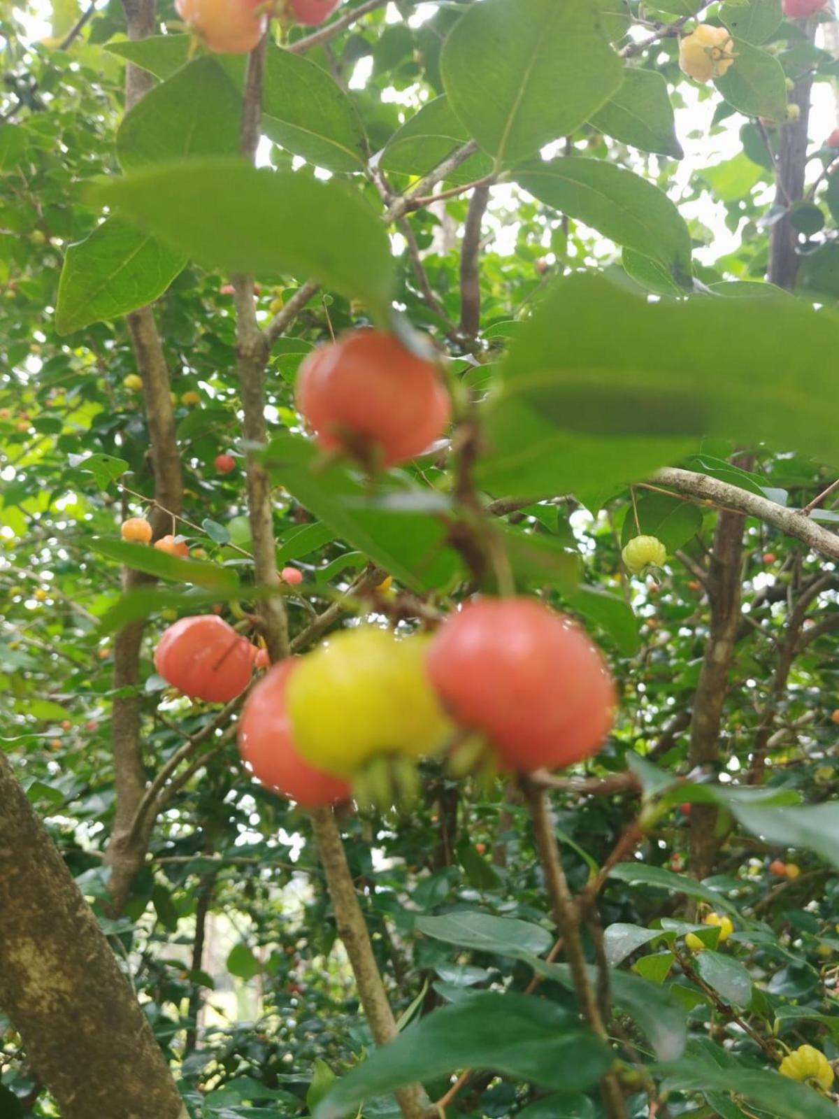 Bhuvanam homestay