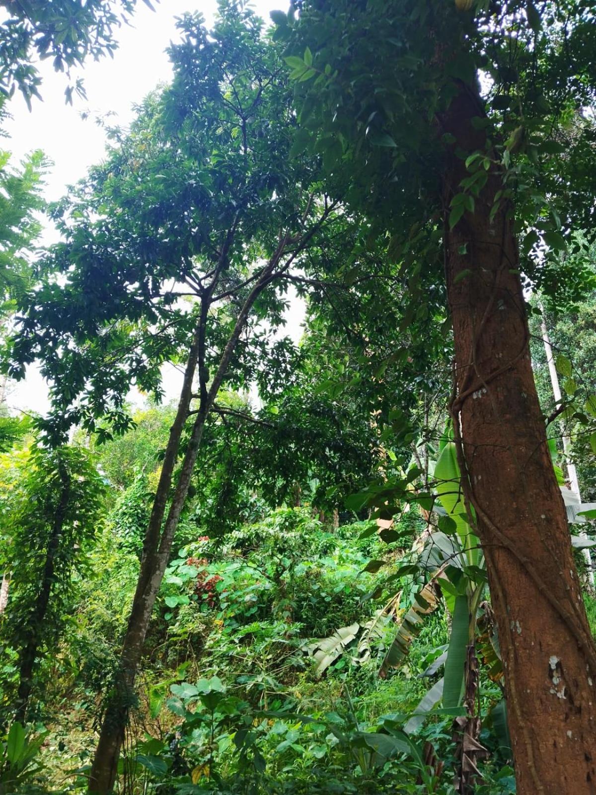 Bhuvanam homestay