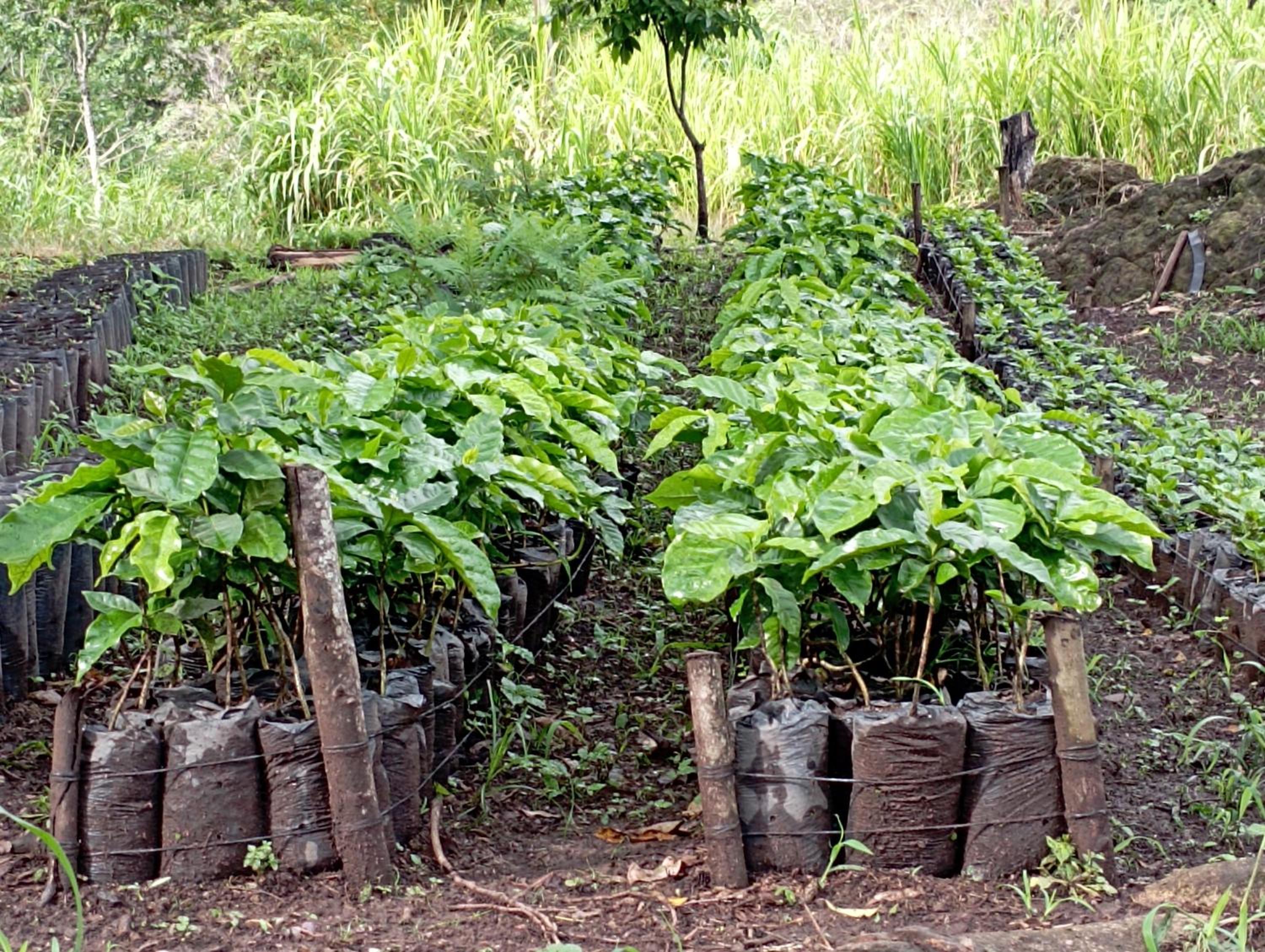 Finca Los 3 Laureles Nicaragua AgroEcolodge view 3