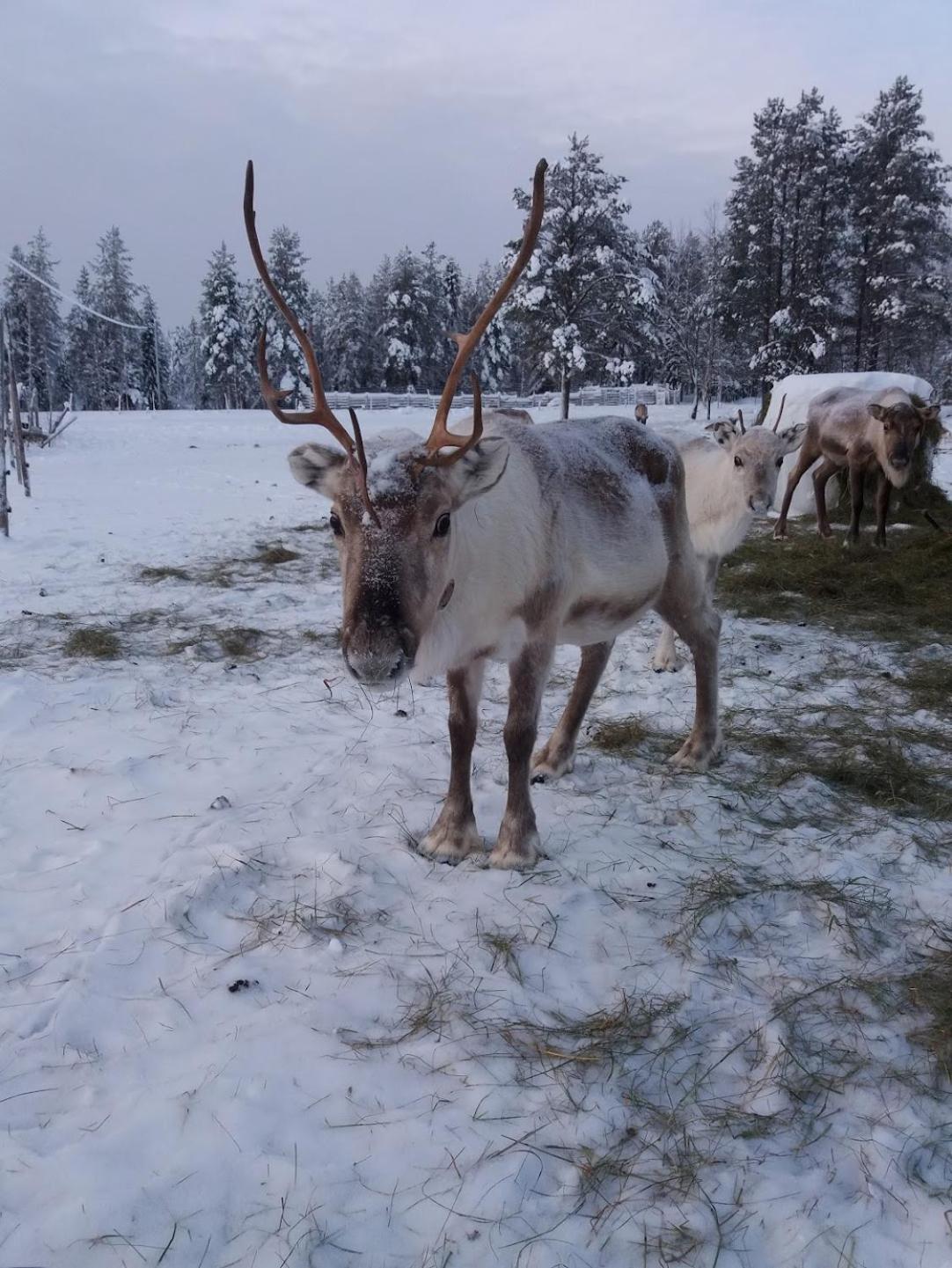 Your Peace Of Lapland