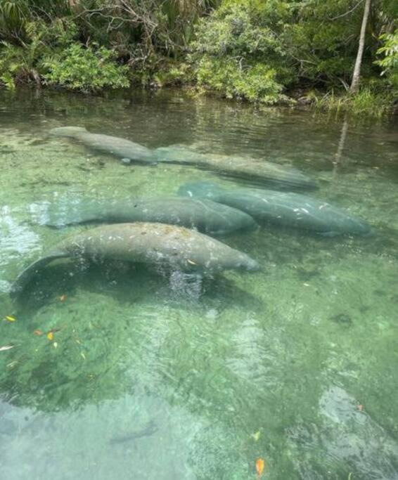 Weeki Wachee Retreat Canal home with hot tub kayaks canoe and boat with trolling motor included