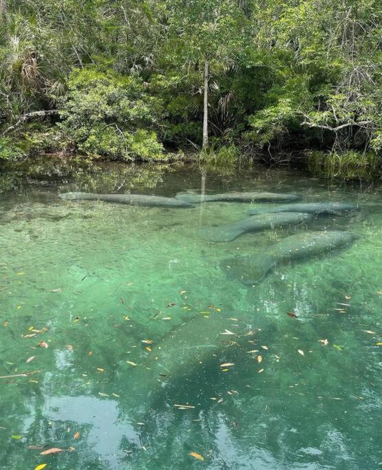 Weeki Wachee Retreat Canal home with hot tub kayaks canoe and boat with trolling motor included