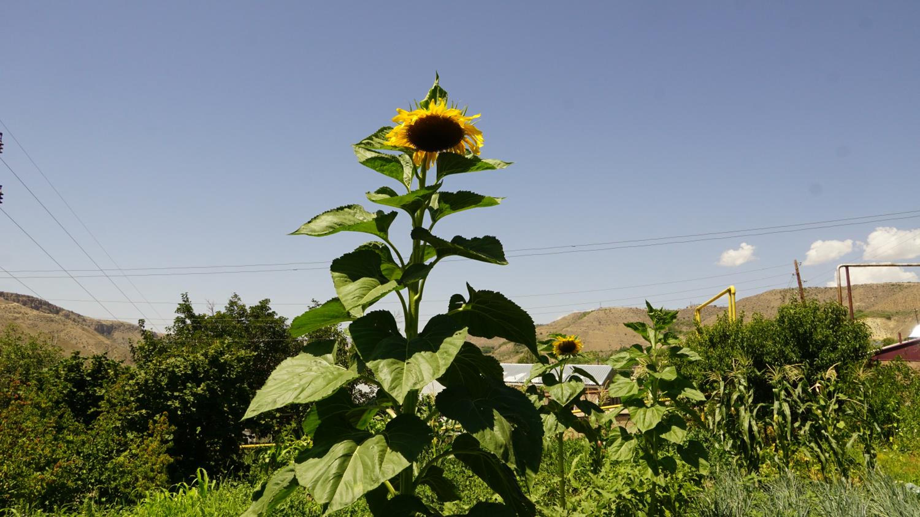Arpi-Ureni Guesthouse