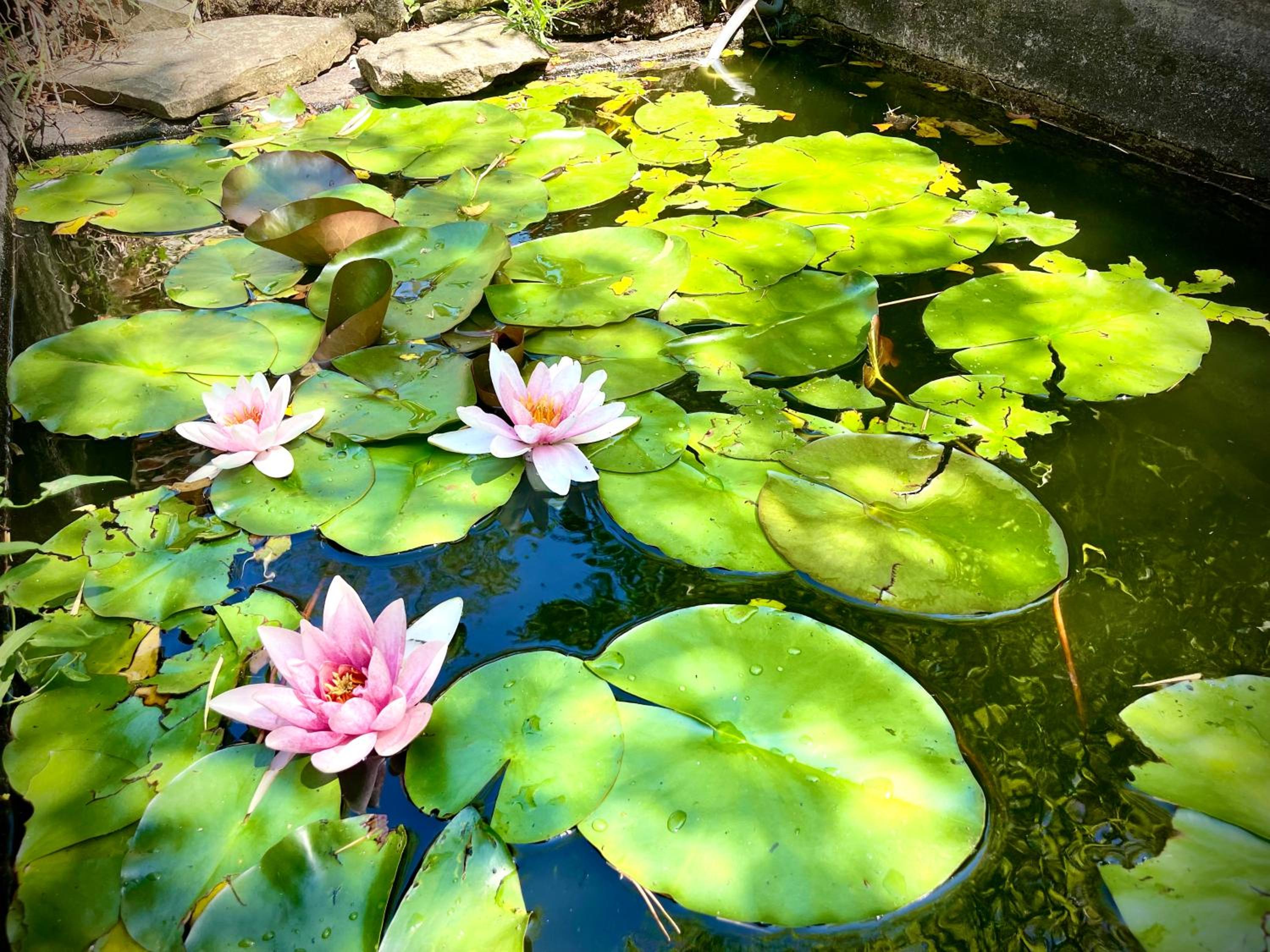 Photo 46