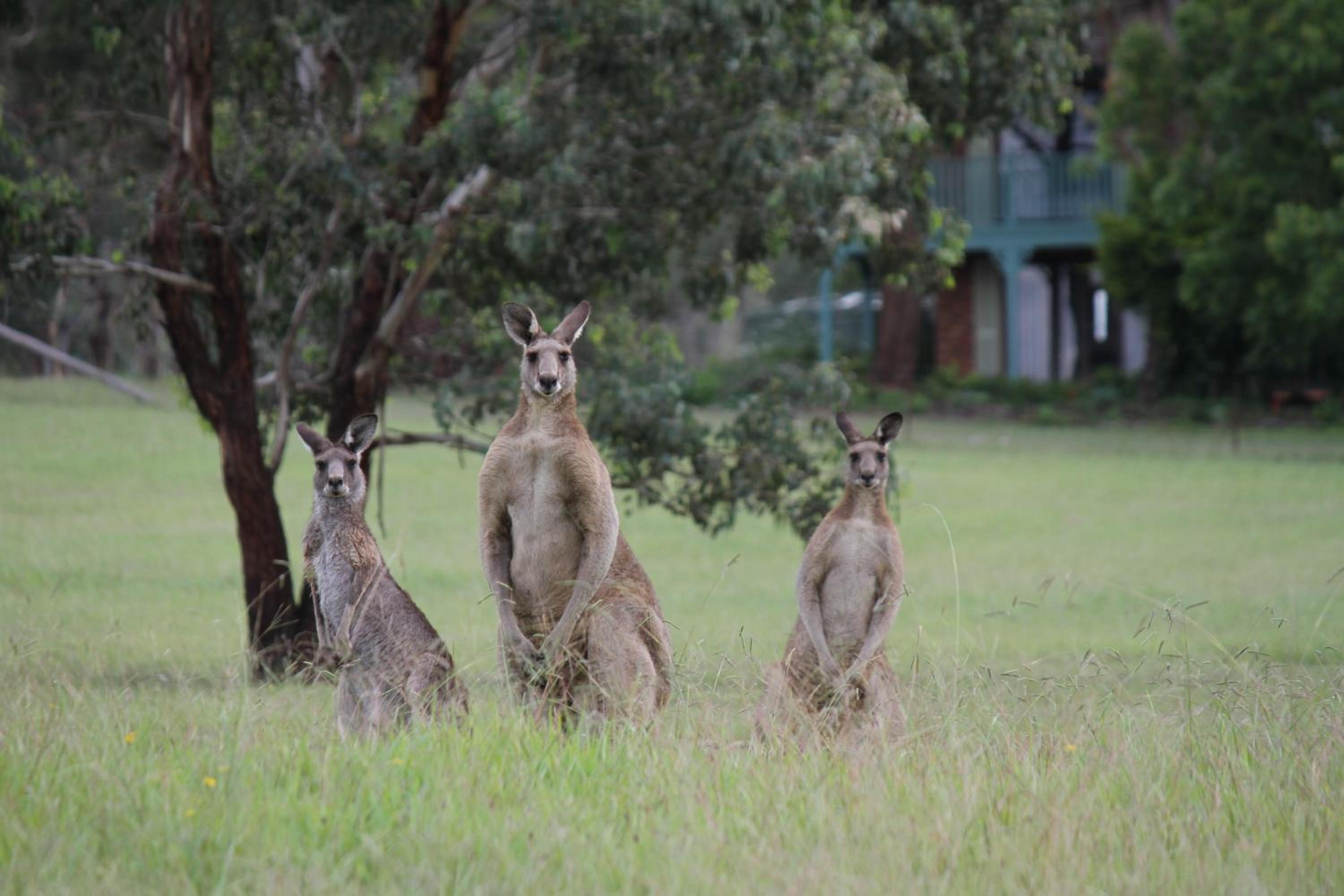Hunter Homestead, Lovedale