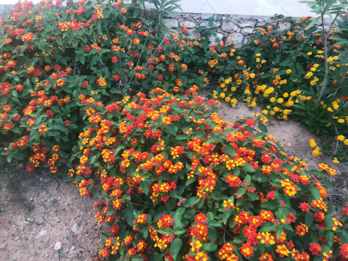 Dammuso Villa photo 3