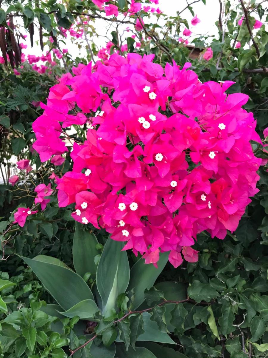 Dammuso Villa photo 2