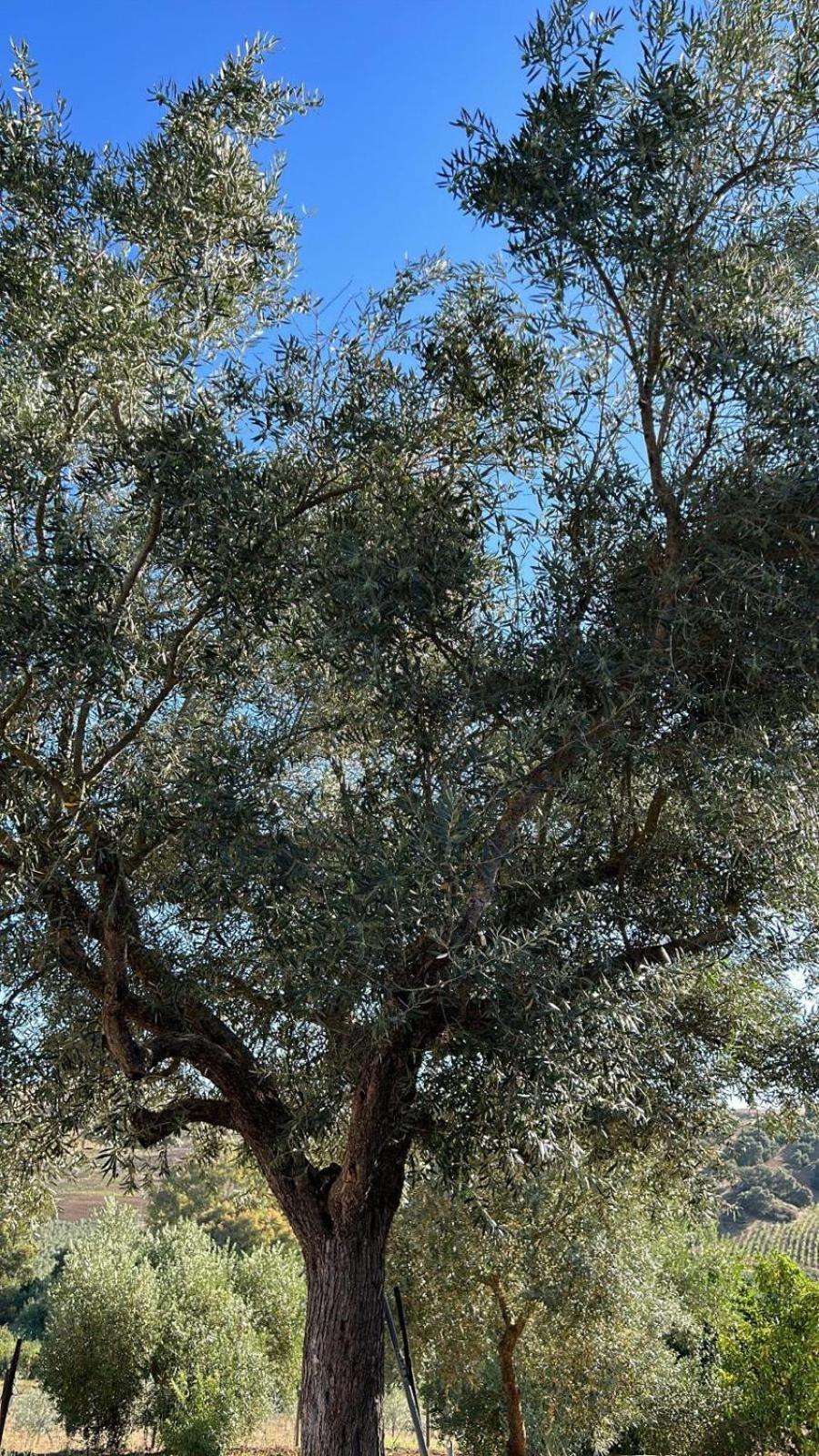 Cortijo Burruelo