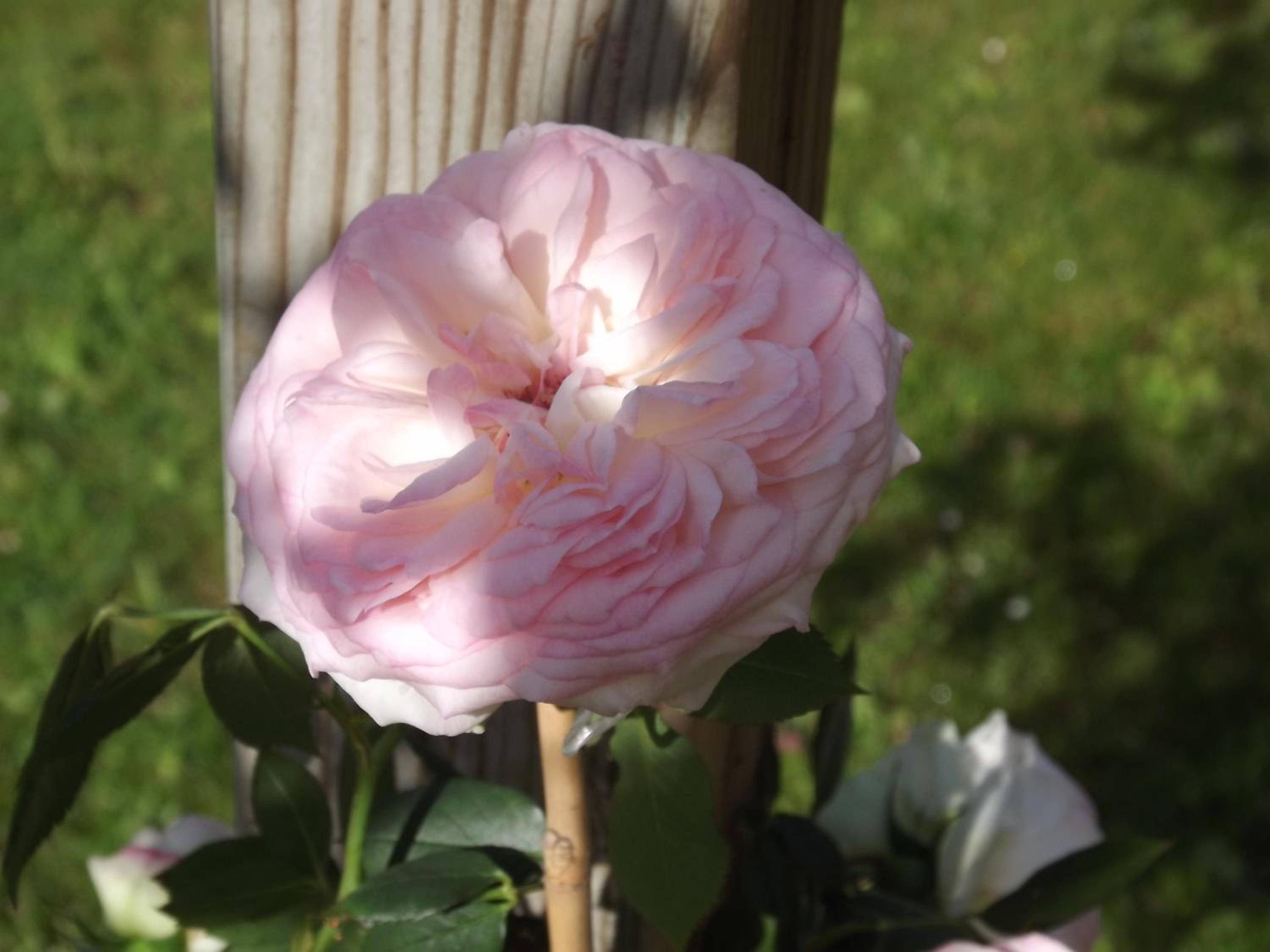 Photo 43